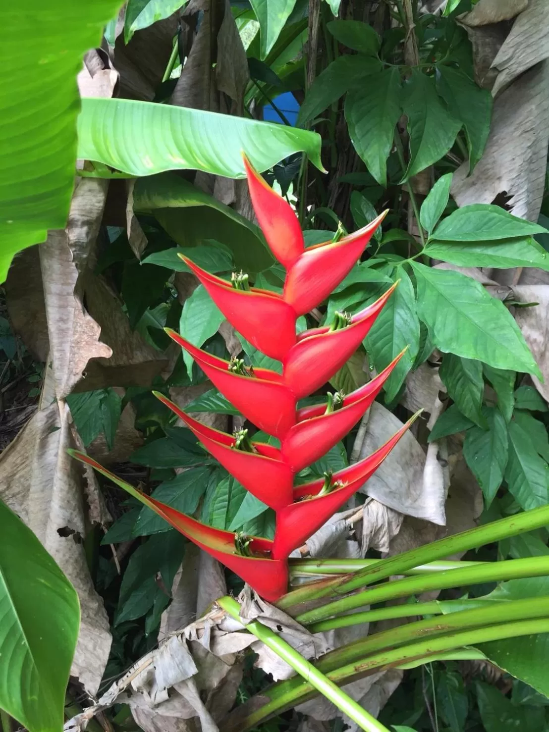 Ao Thong beach Bungalows