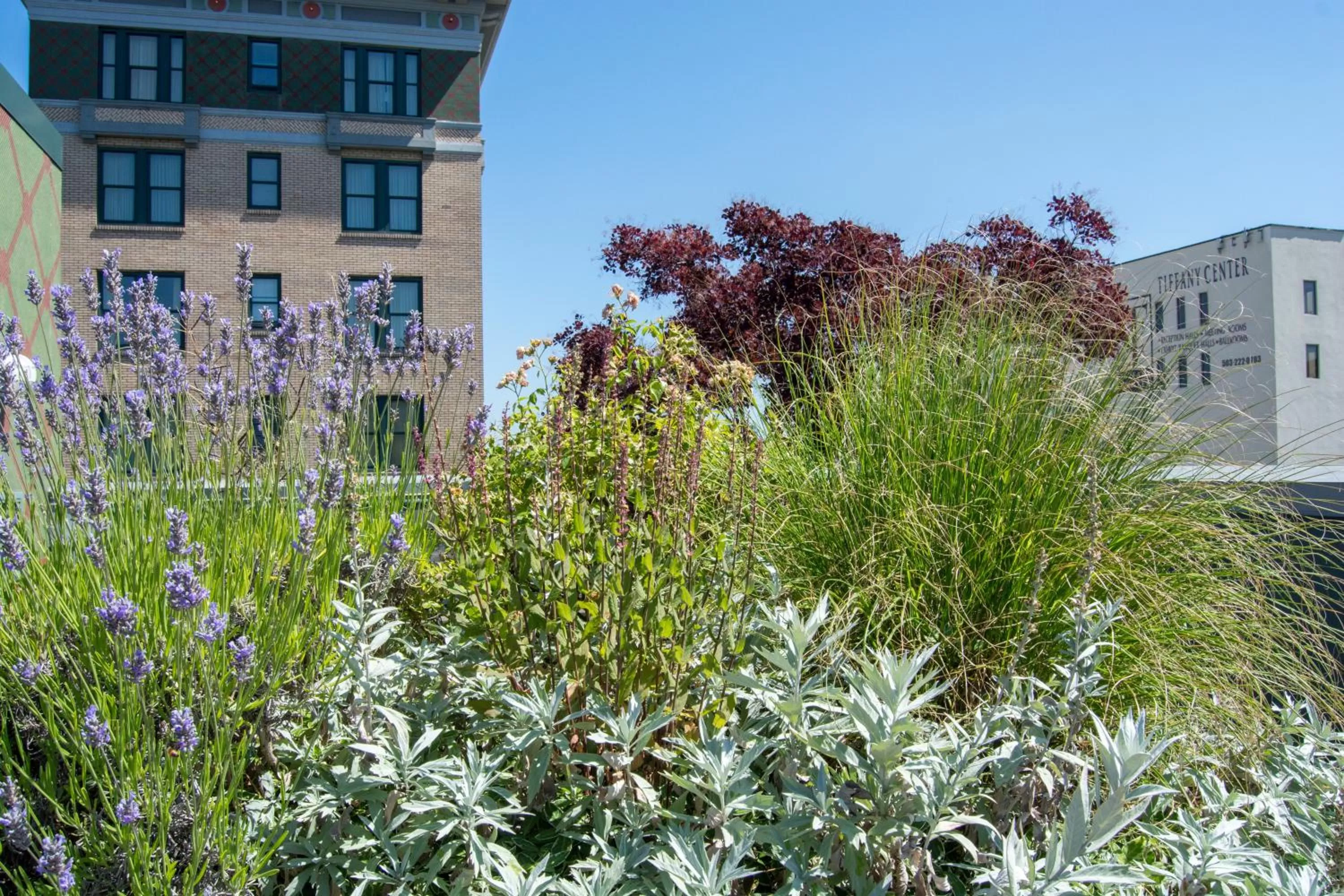 Garden in Hotel DeLuxe