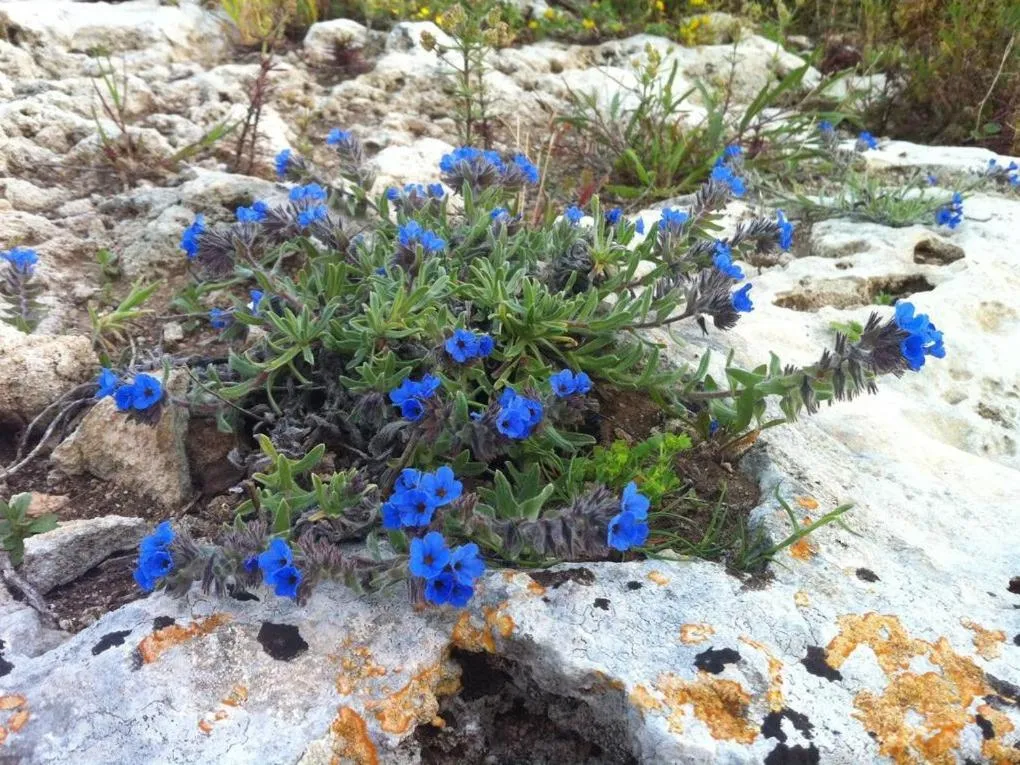 Other in Masseria Pelosella B&B