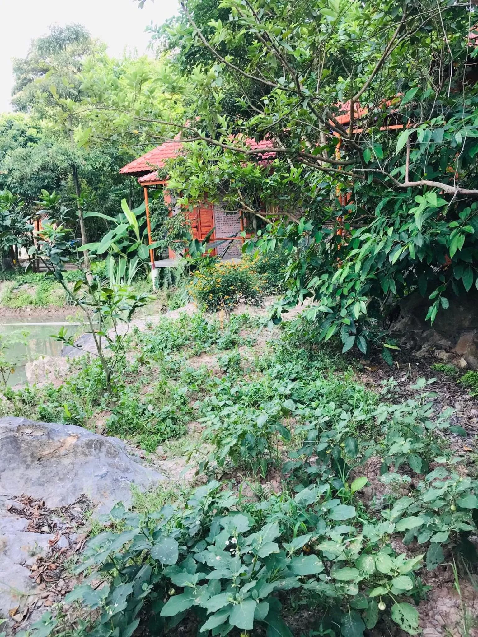 Garden in Trang An Lotus Lake Homestay