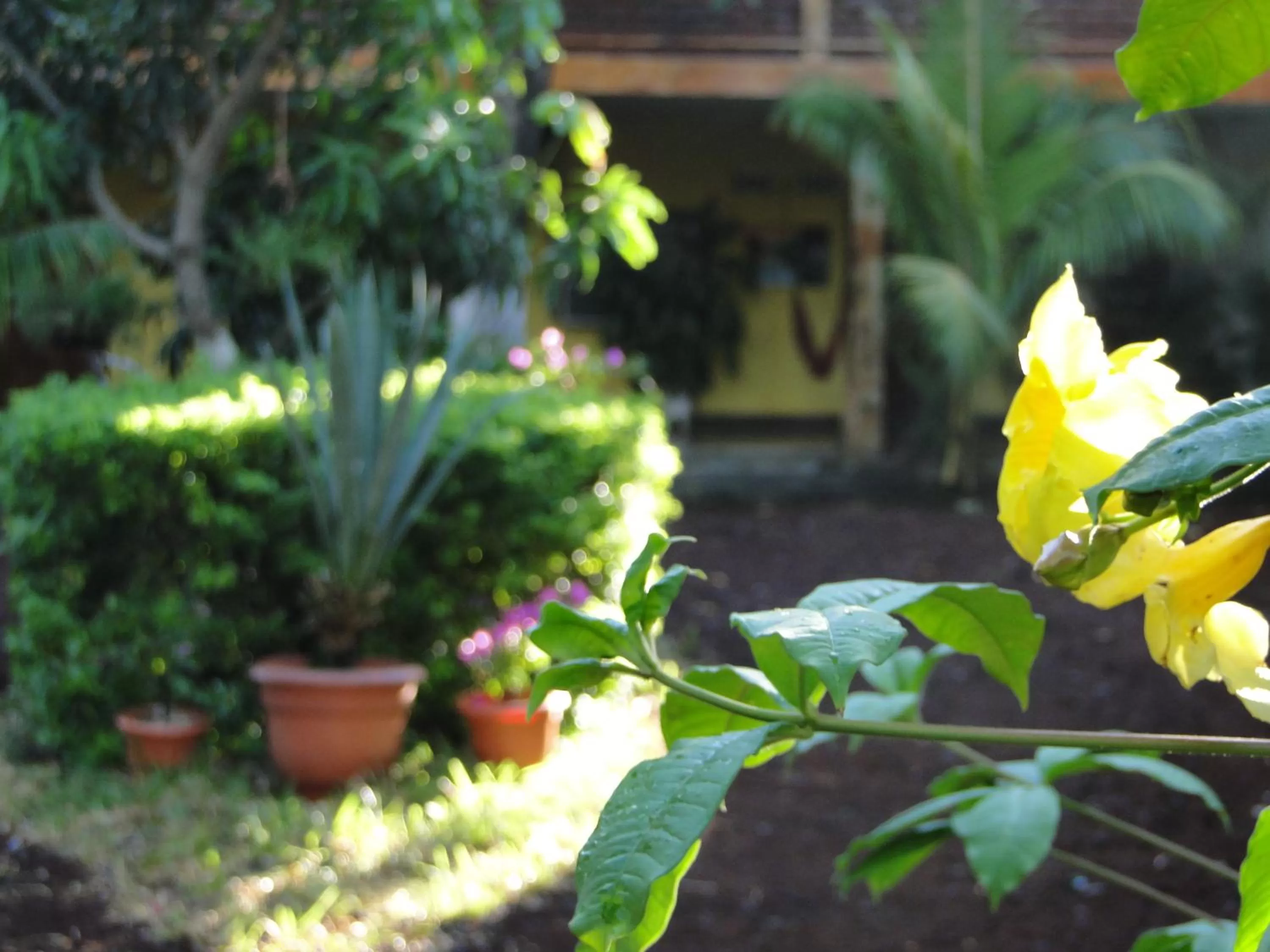 Day, Garden in Hotel Caleta