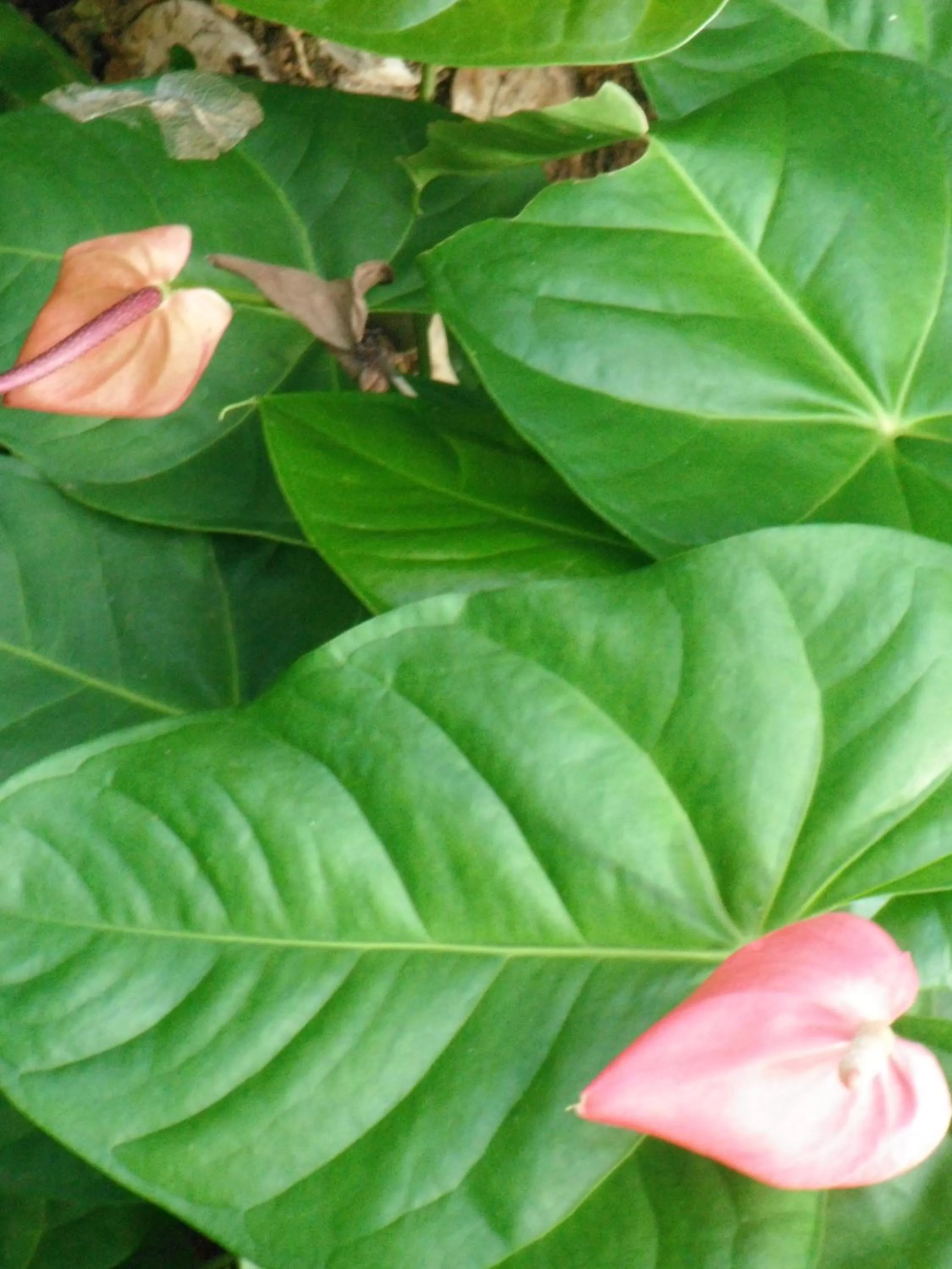 Bird's eye view in Classique International in Dominica
