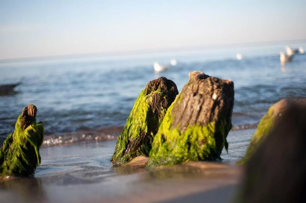 Natural landscape in Hotel Jantar Wellness & Spa