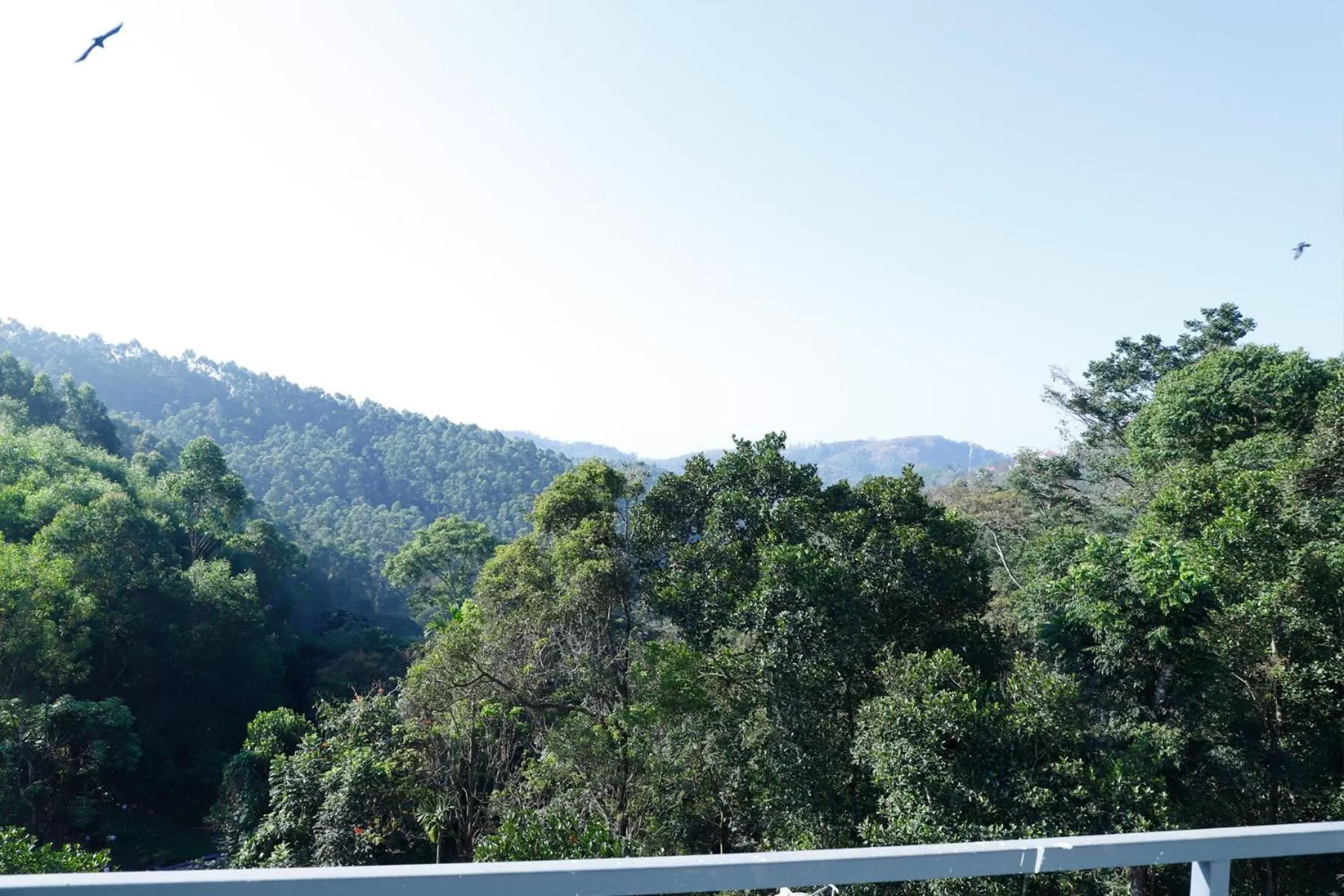 Natural landscape in Casillda Munnar