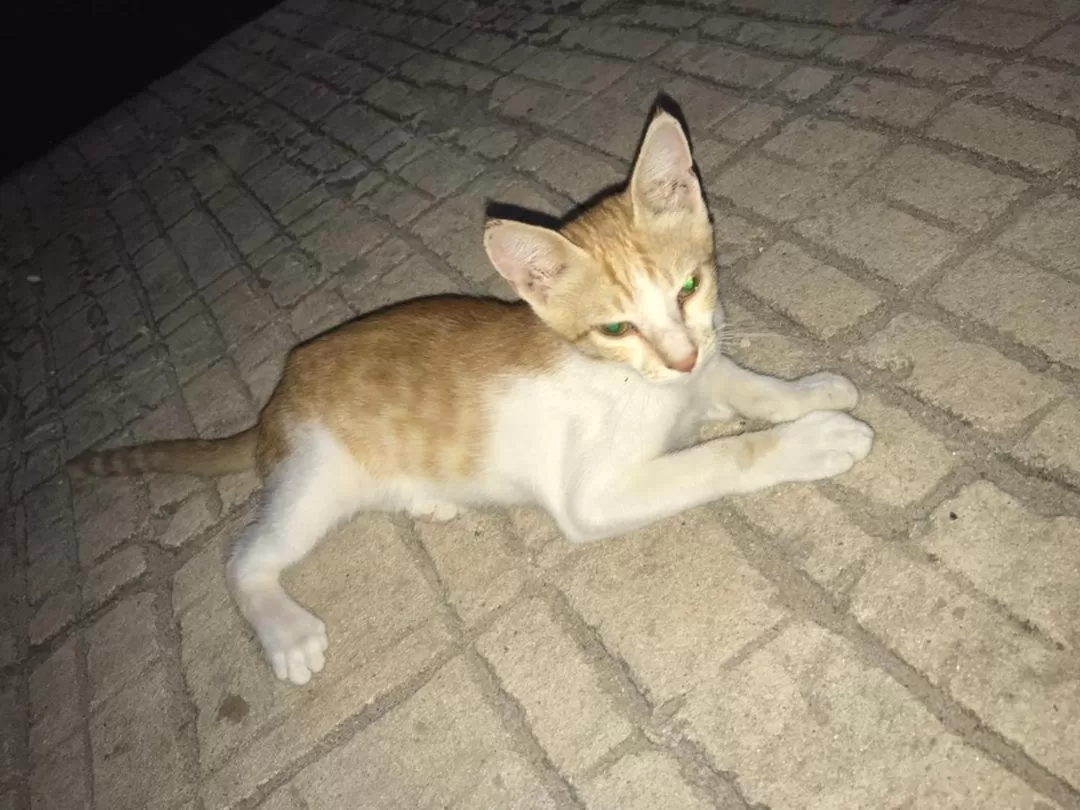 Pets in L&J Modern Backpackers Kinondoni