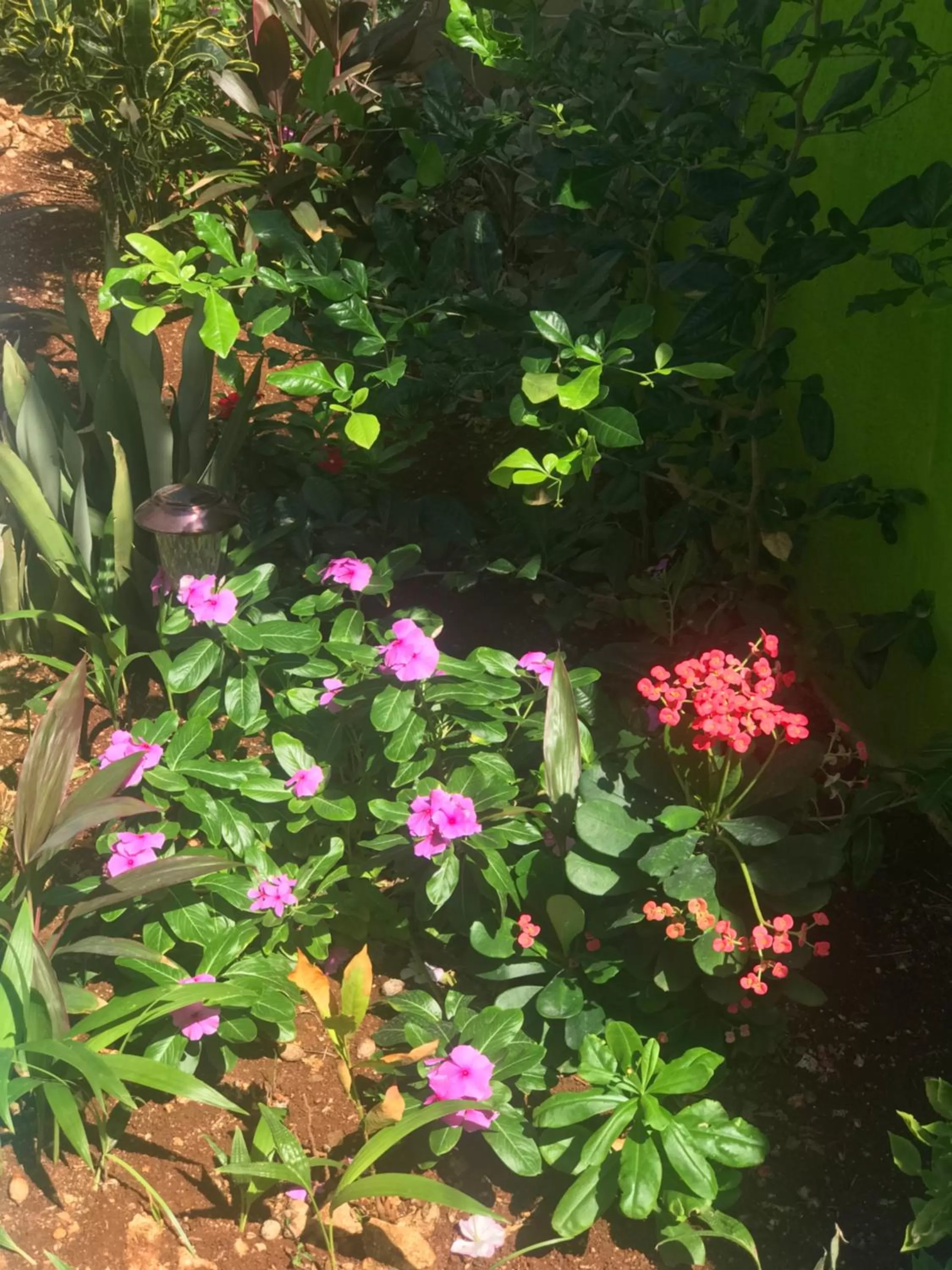 Garden in Jackuri Casa Hospedaje