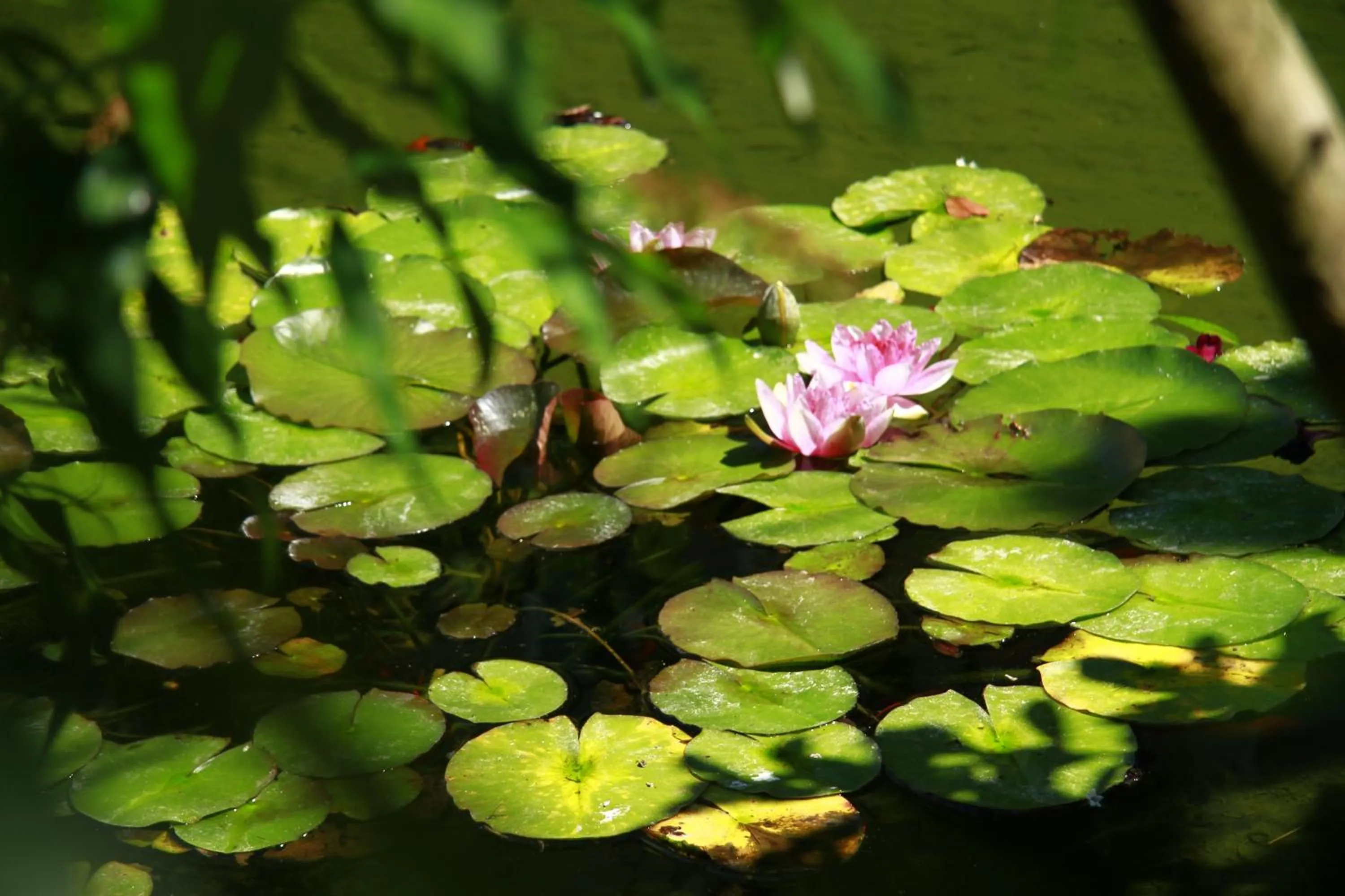 Garden in Hotel Henri IV