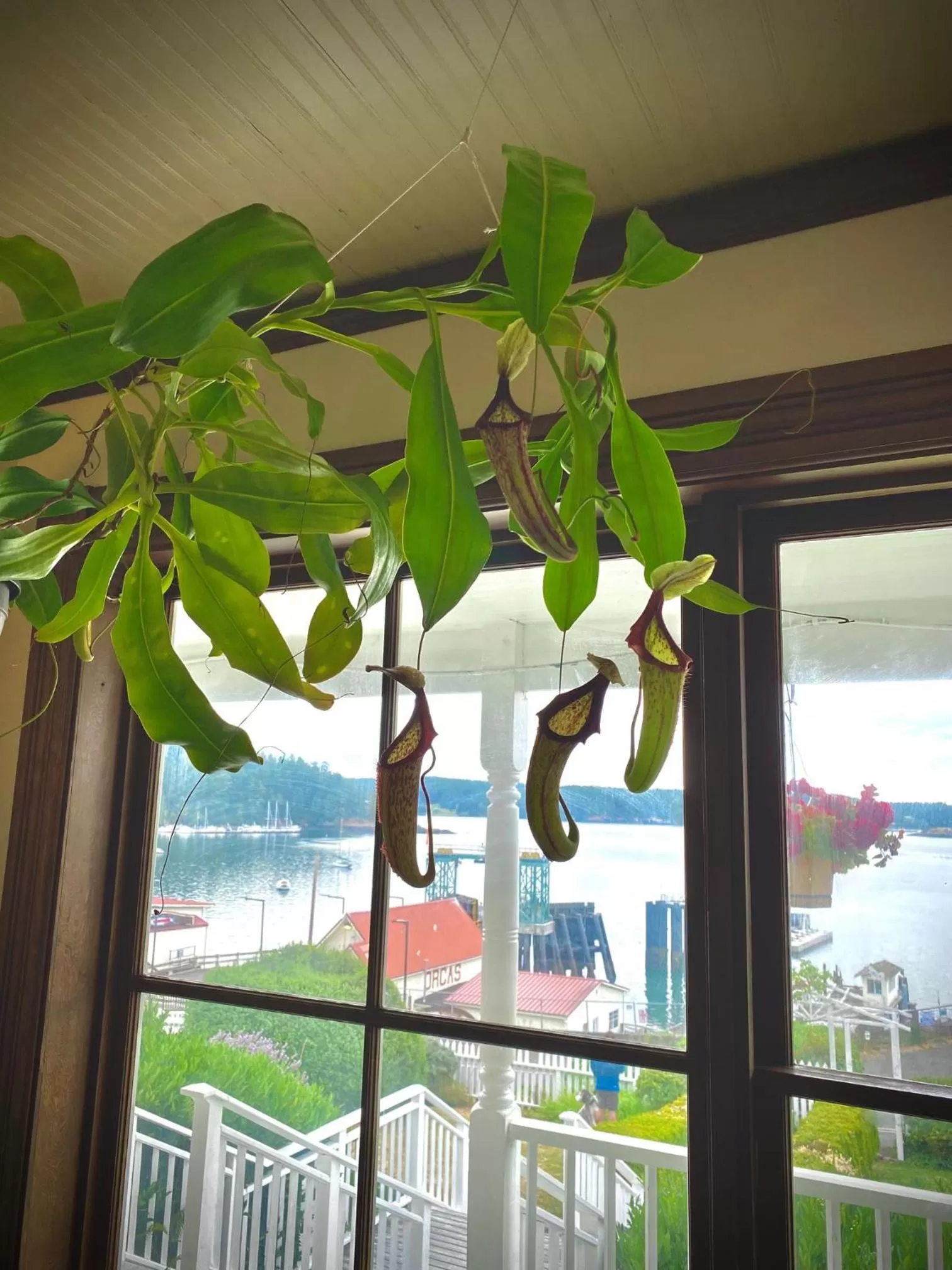 Natural landscape in Orcas Hotel