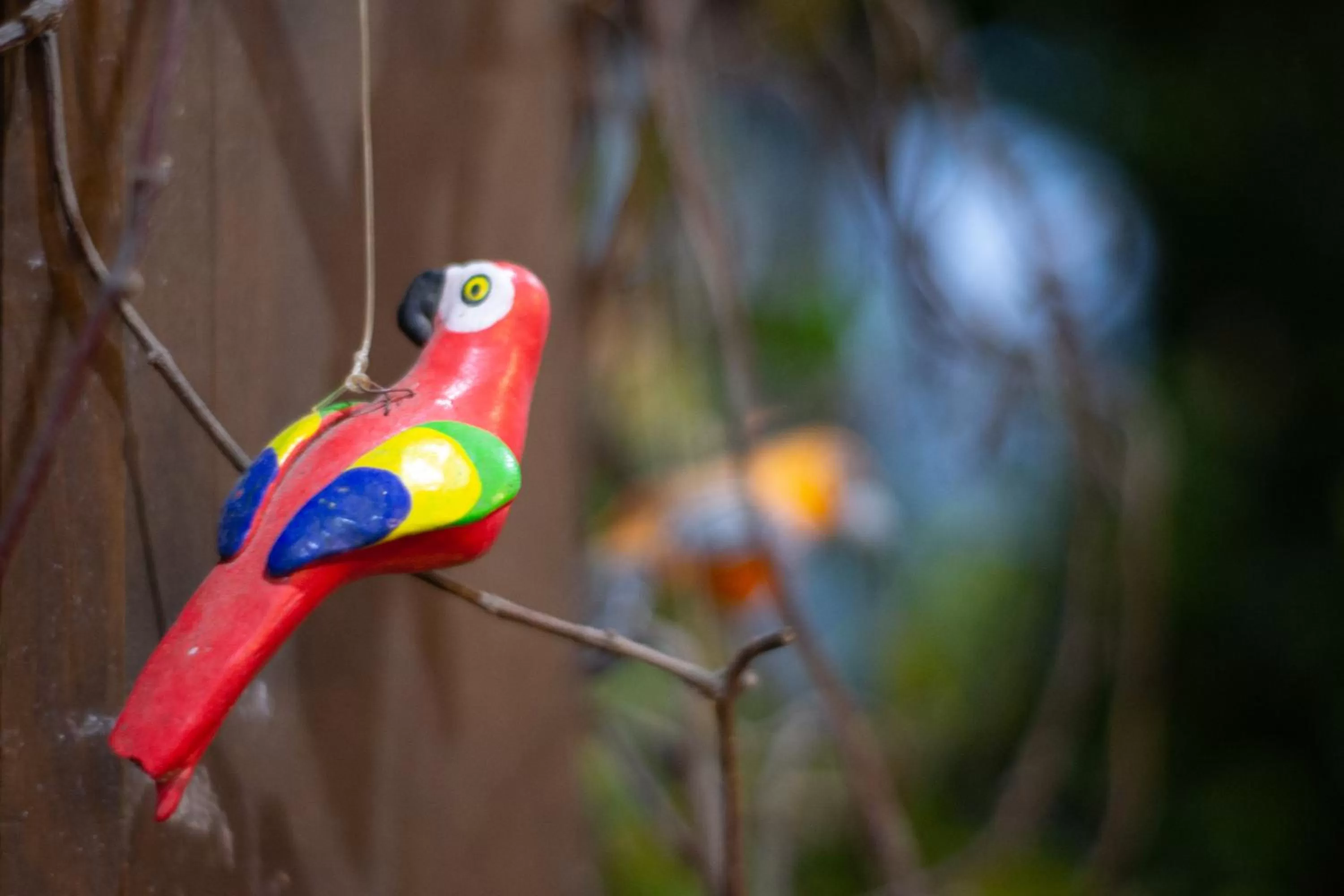 Animals in Hotel Las Marias