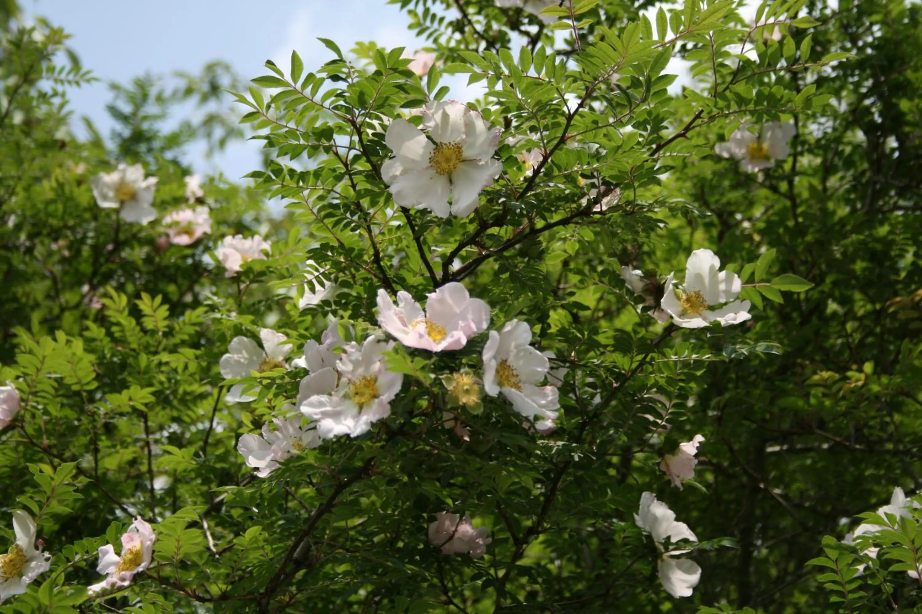 Facade/entrance in Senkyoro
