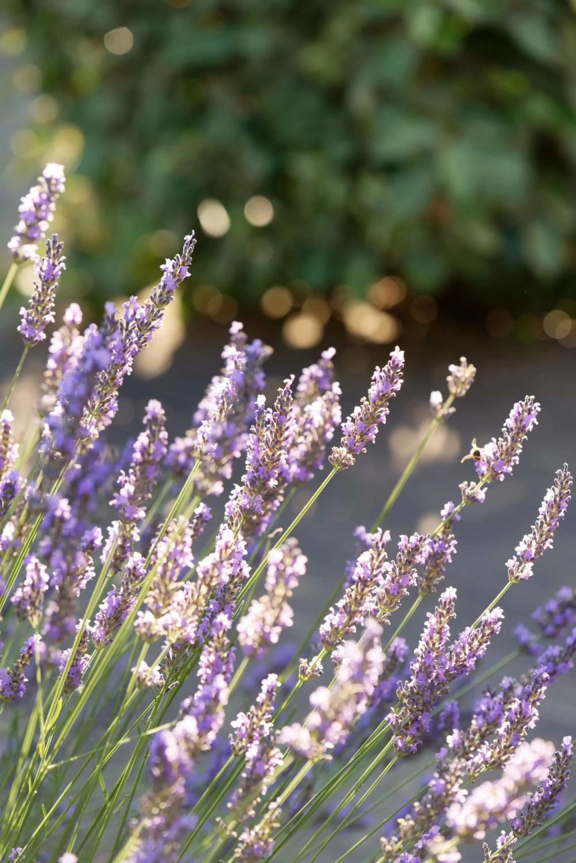 Day in Domaine la Pierre Blanche