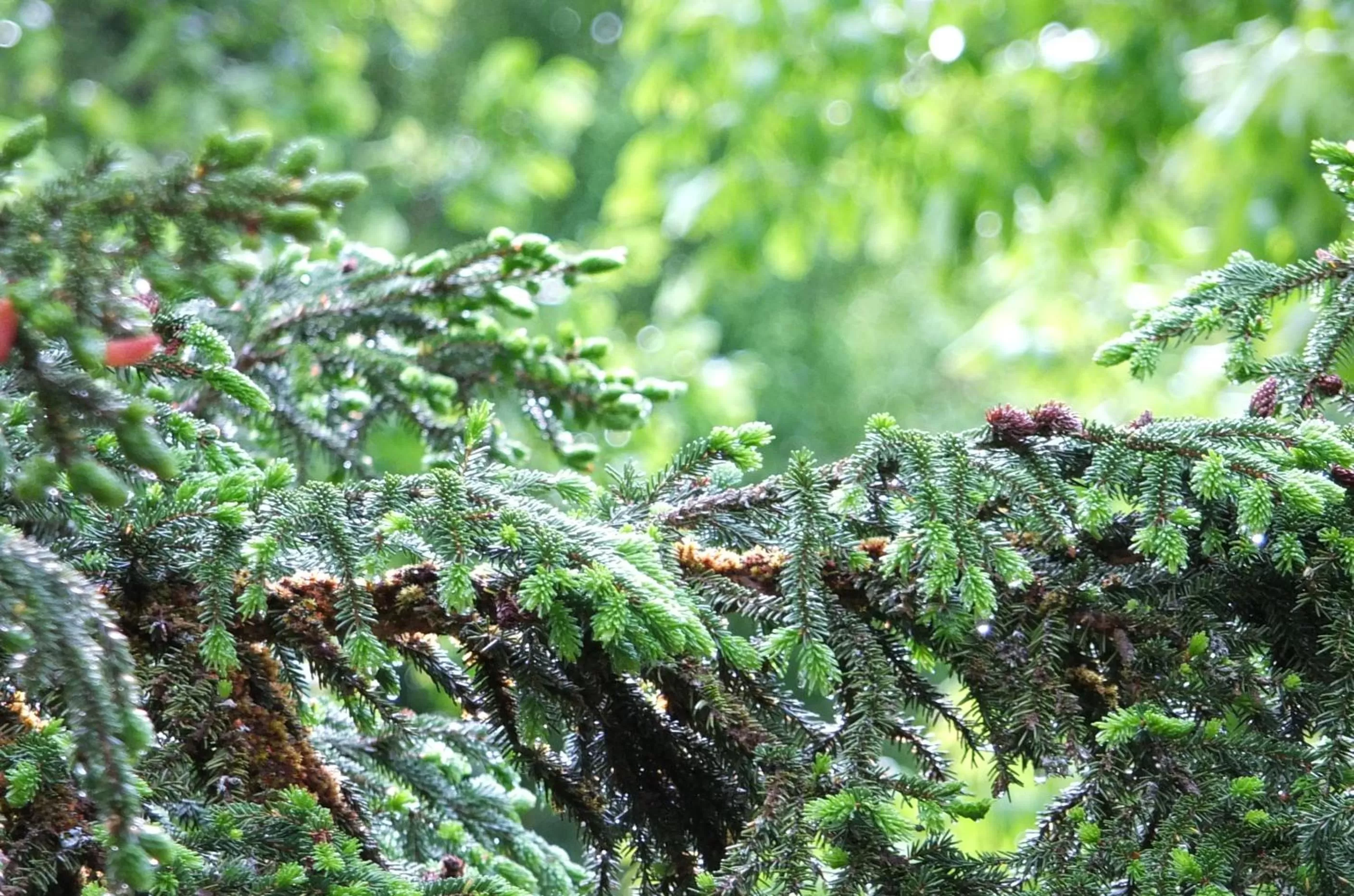 Spring in Mountain Cabins