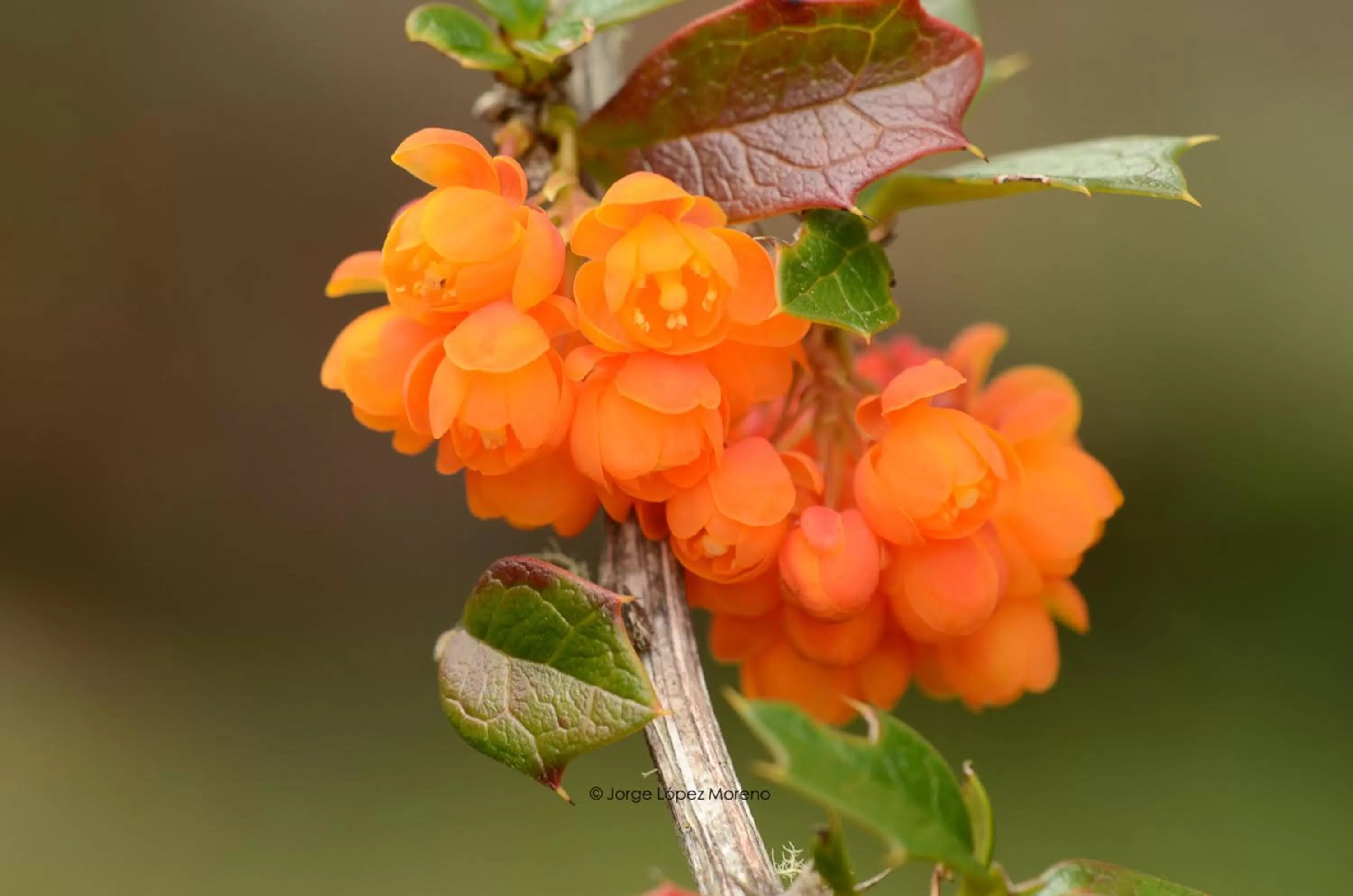 Off site, Other Animals in Riviera Fueguina Apartments