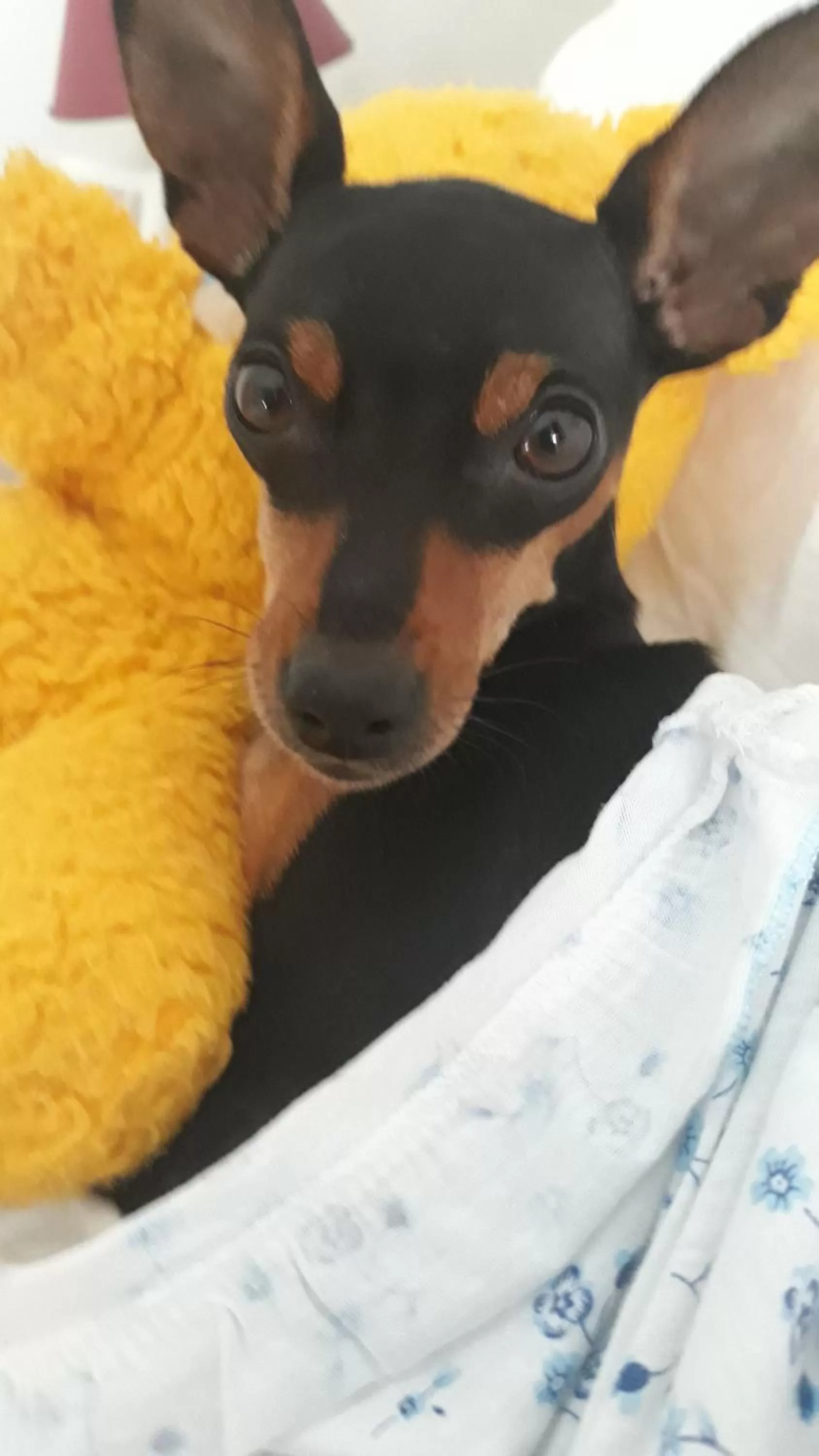 Animals, Pets in B & B OASI