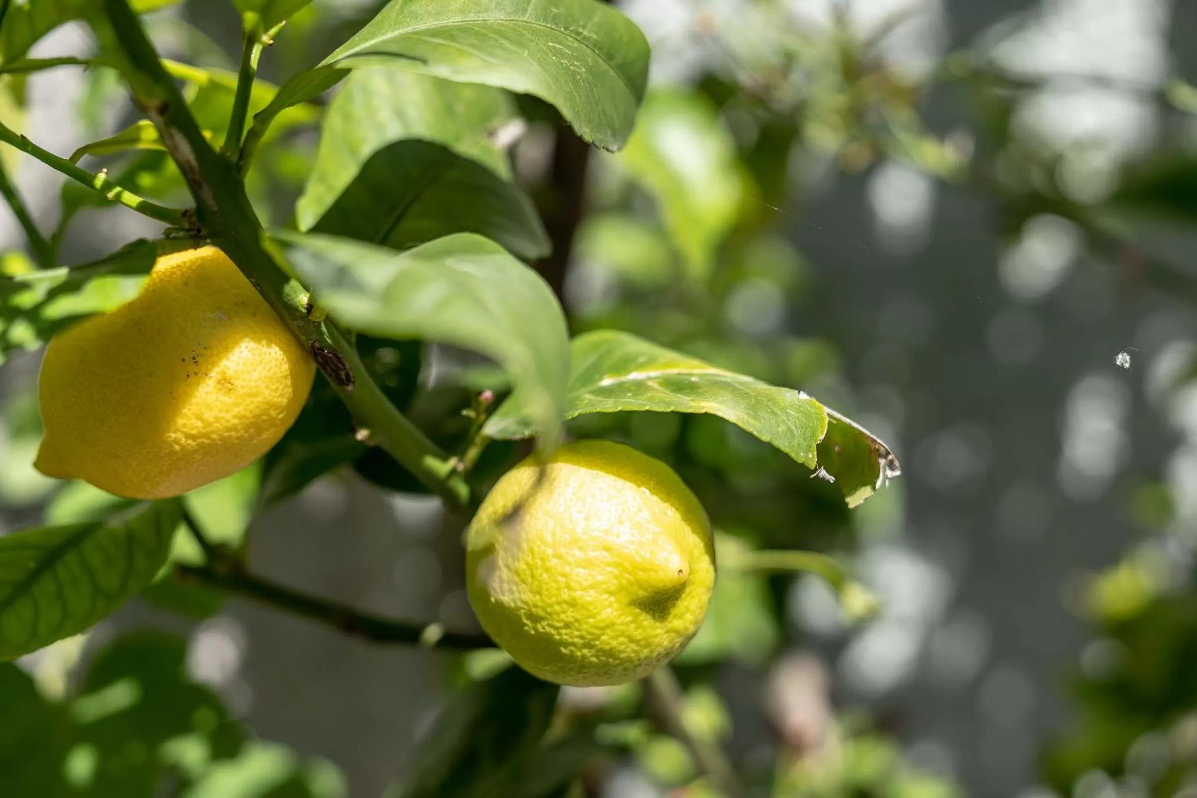 Hotel Schachener Hof