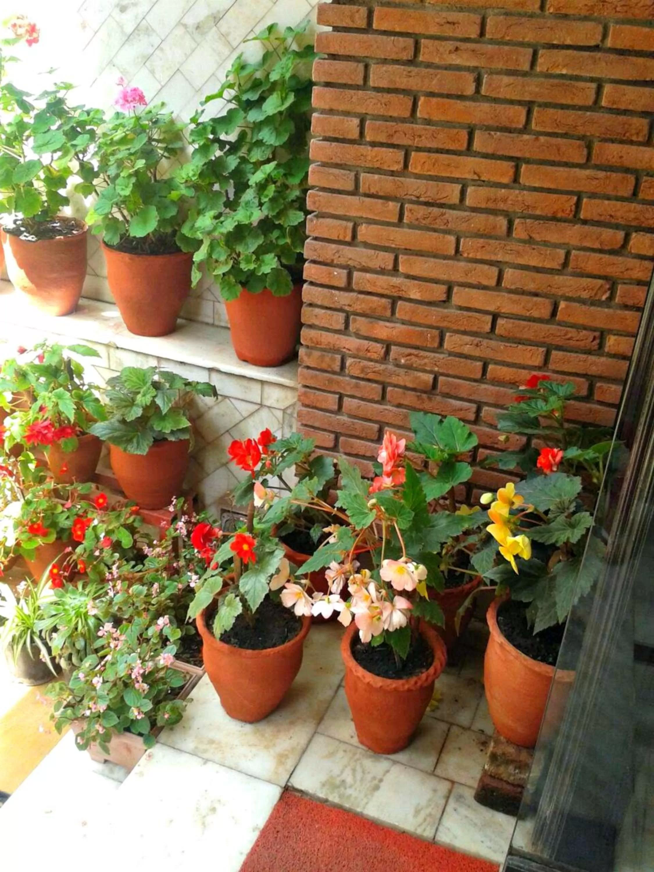 Garden in Hotel Shiva Continental