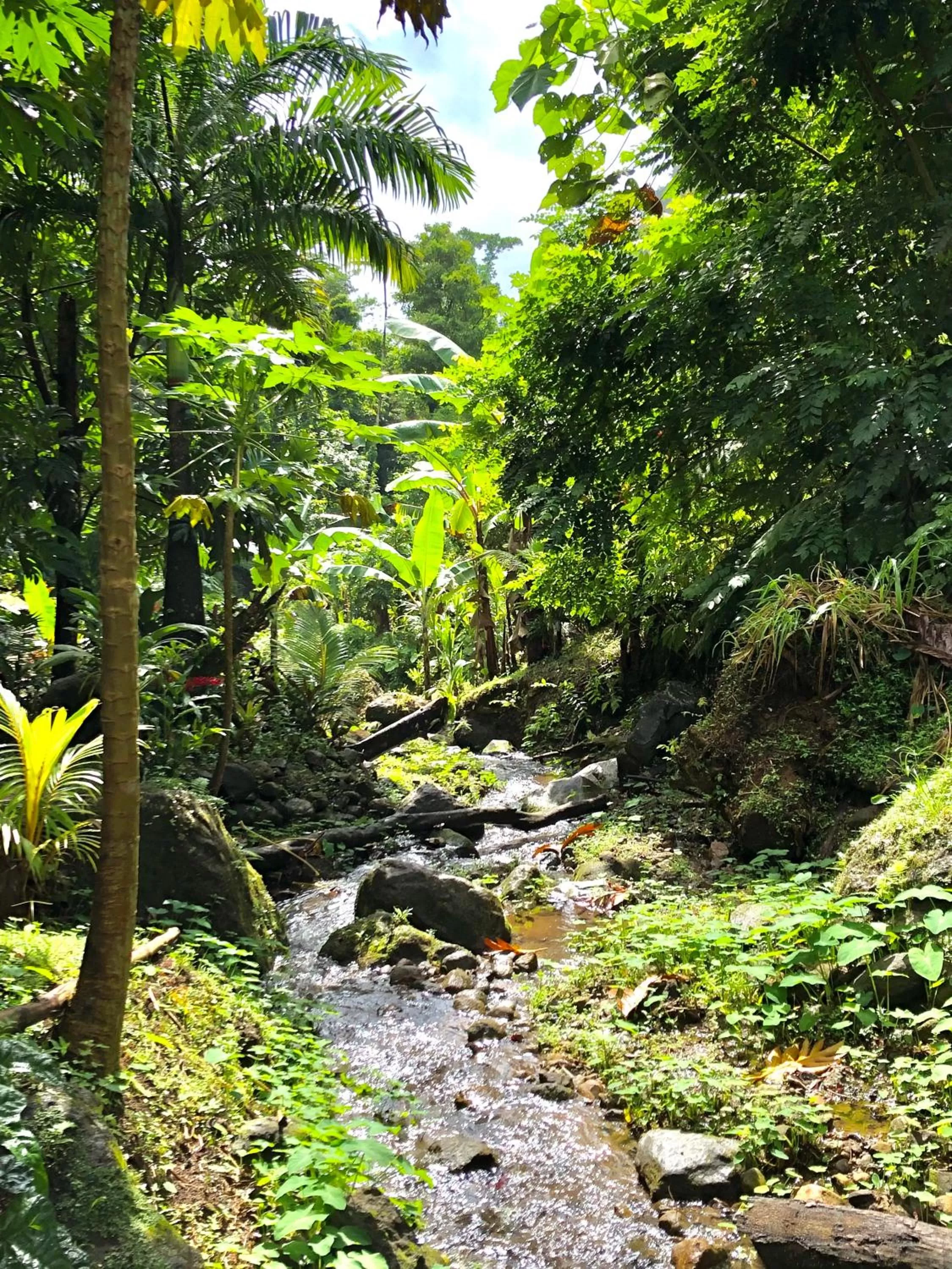 Garden, Natural Landscape in Cocoa Cottage