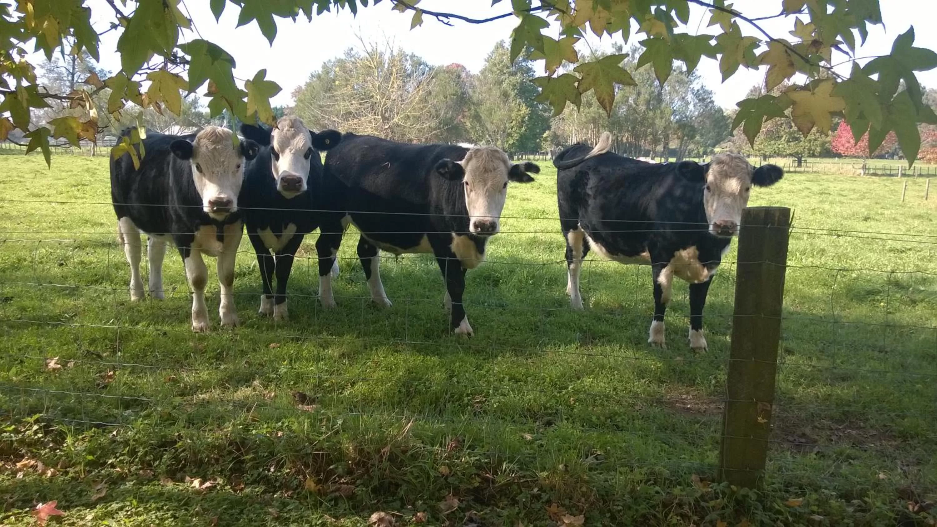 Animals, Other Animals in Korbaylen Estate