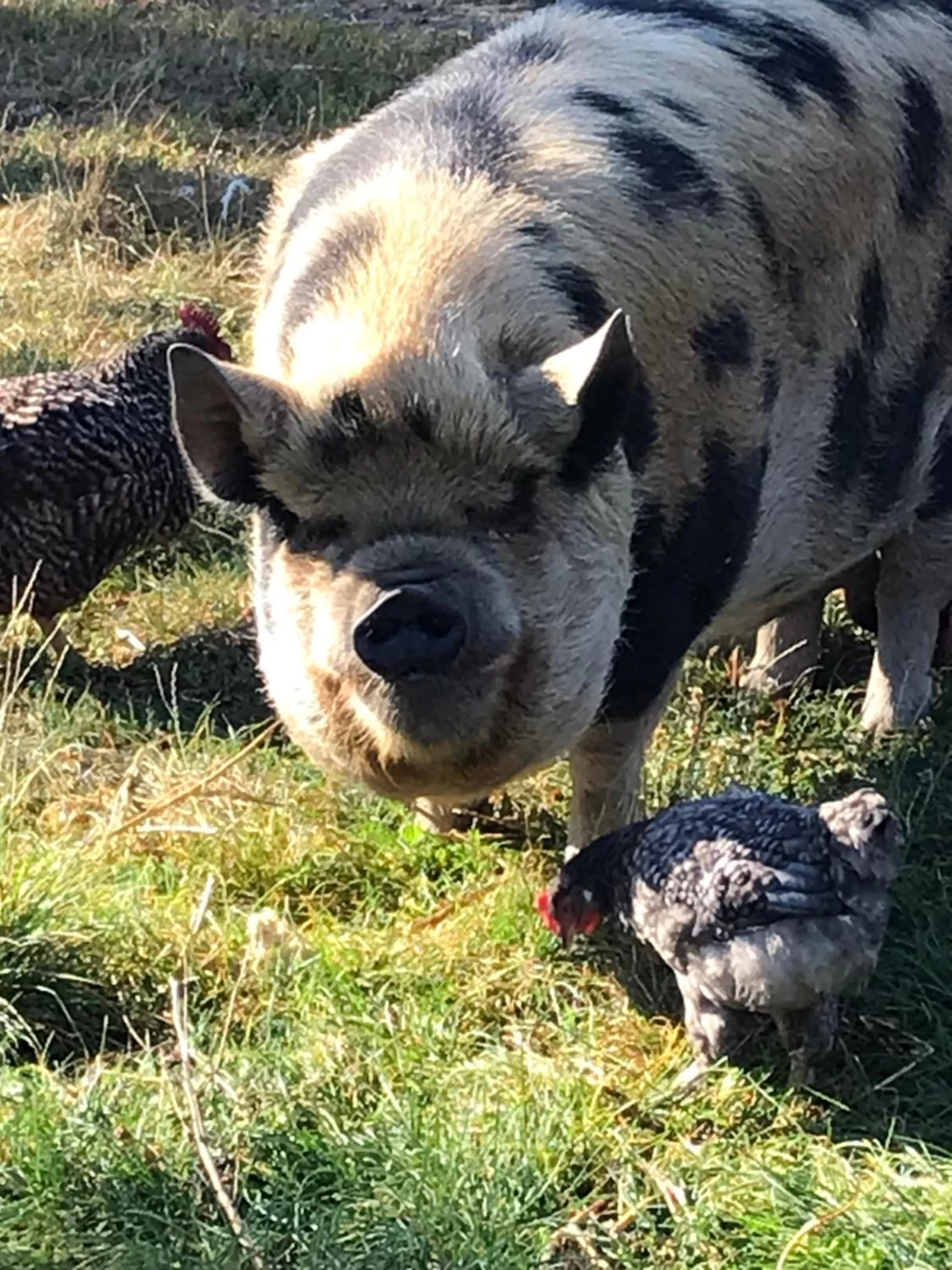 Pets in Chez Gustave & Compagnie