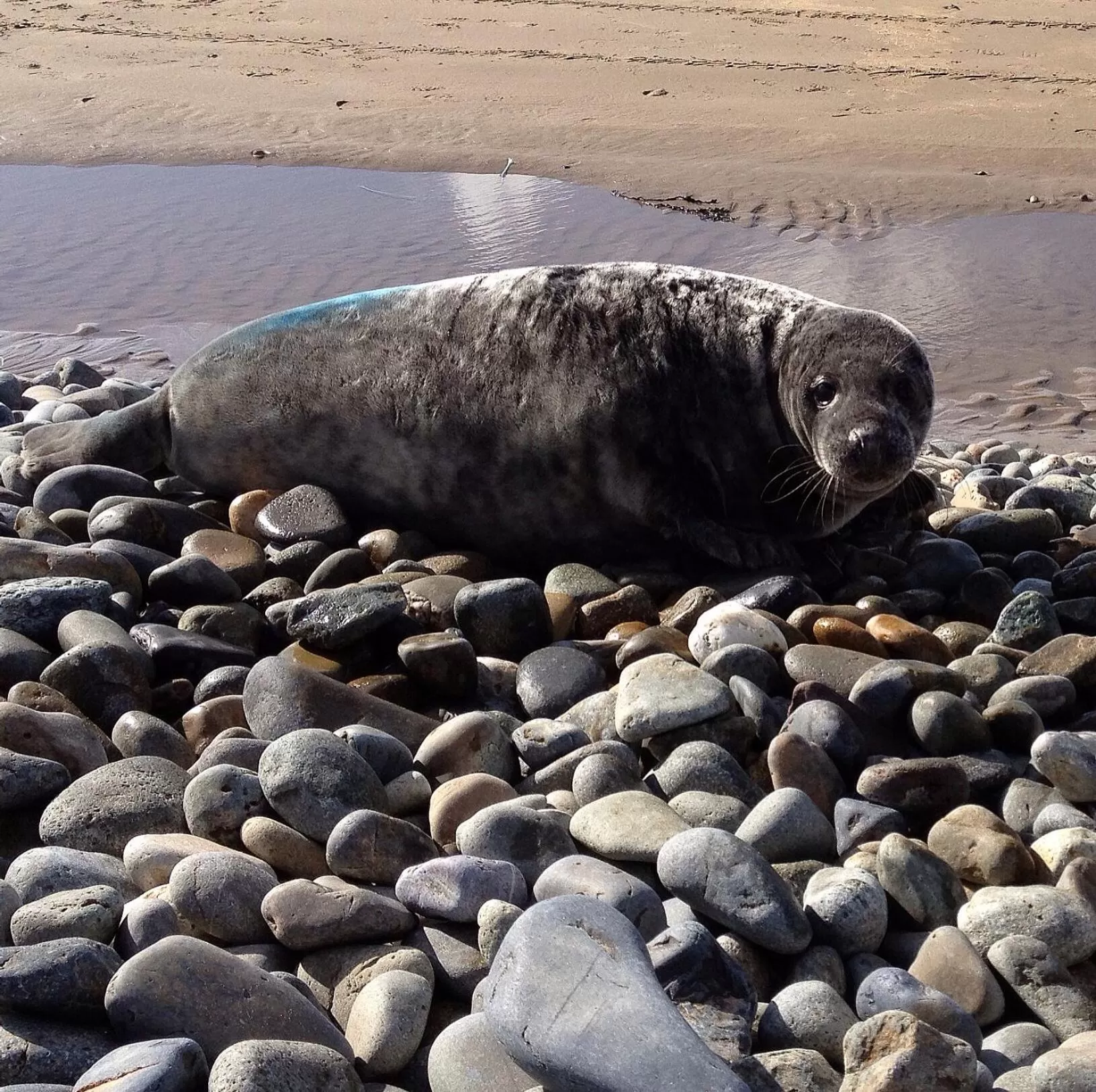 Day, Other Animals in Ramsey House