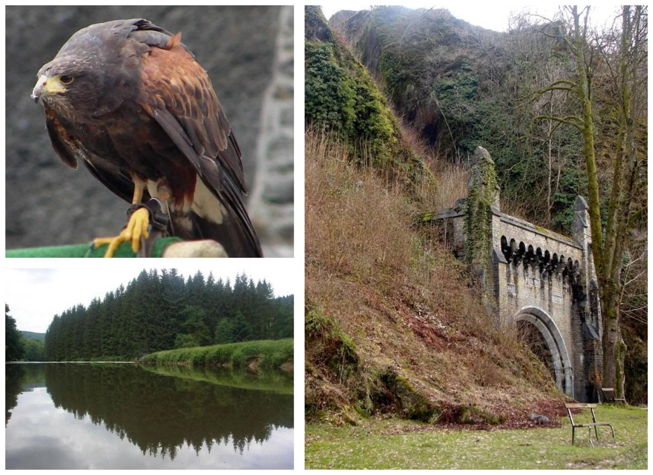 Hiking, Other Animals in Golden Lion