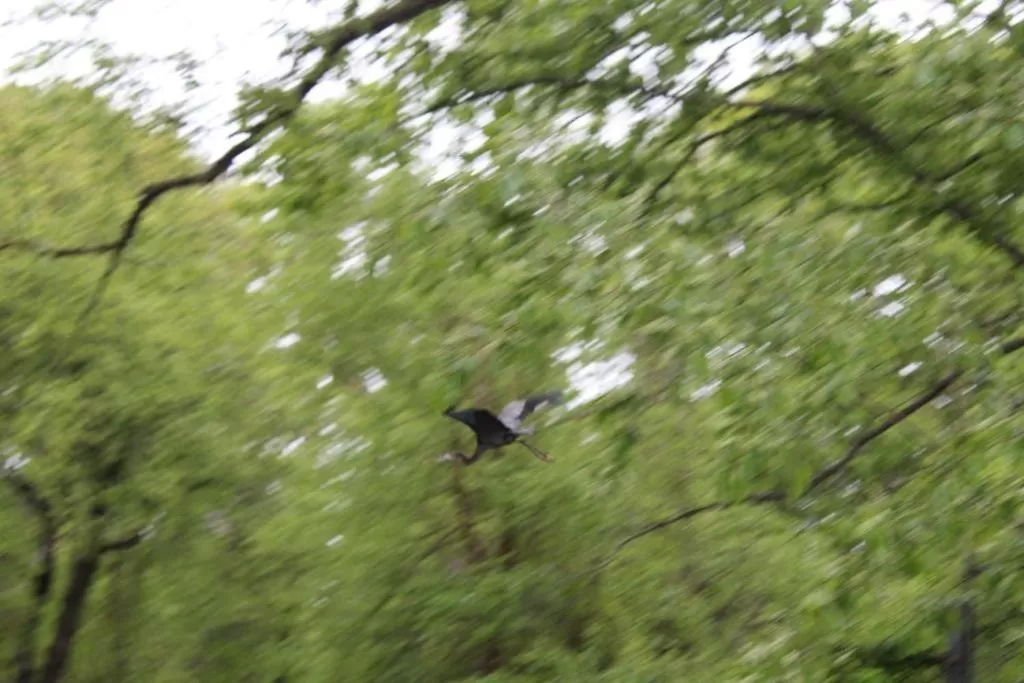 Garden, Other Animals in Herring Run Motel and Tiny Cabins