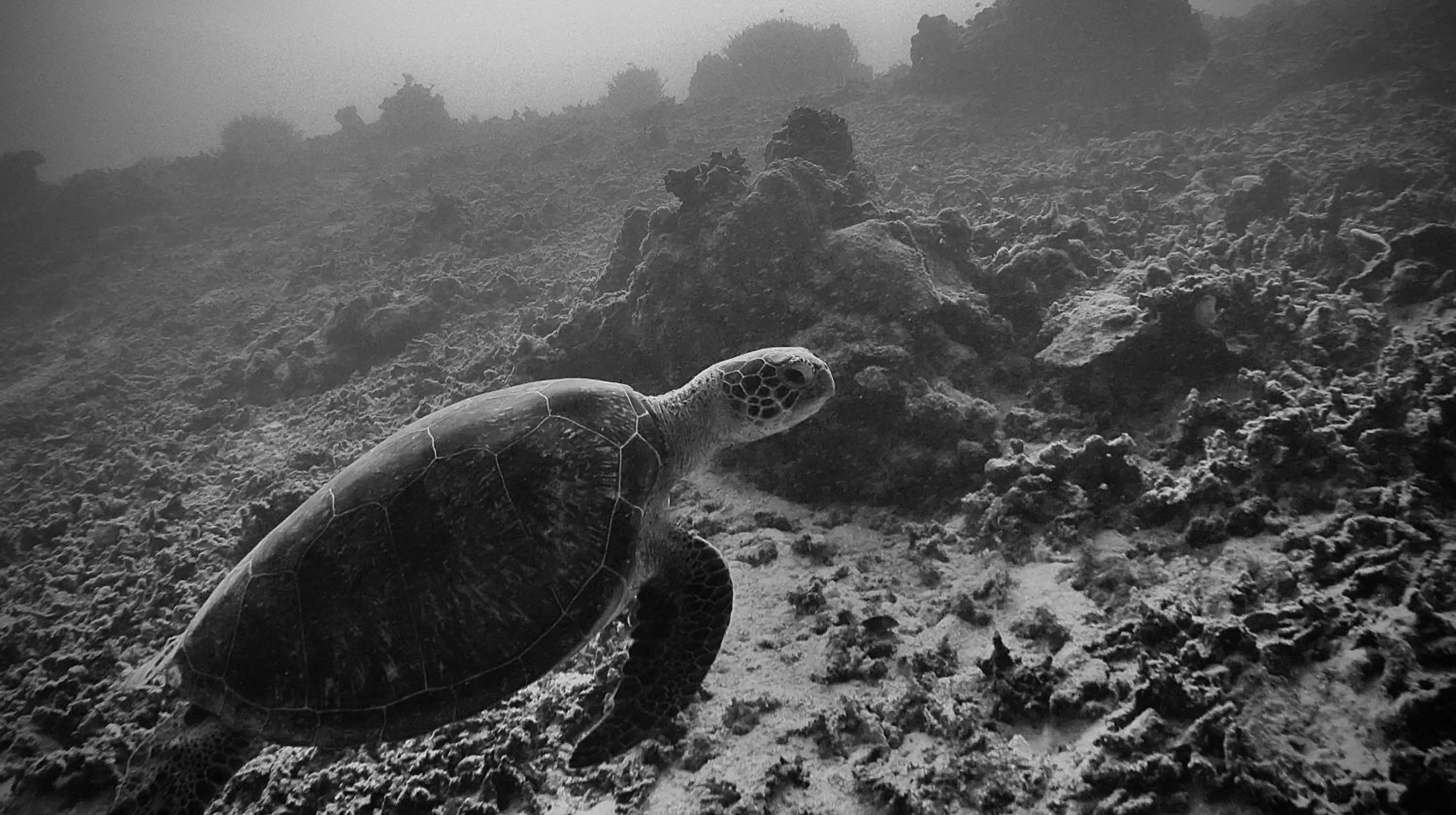 Diving in Turtle Bay Lodge