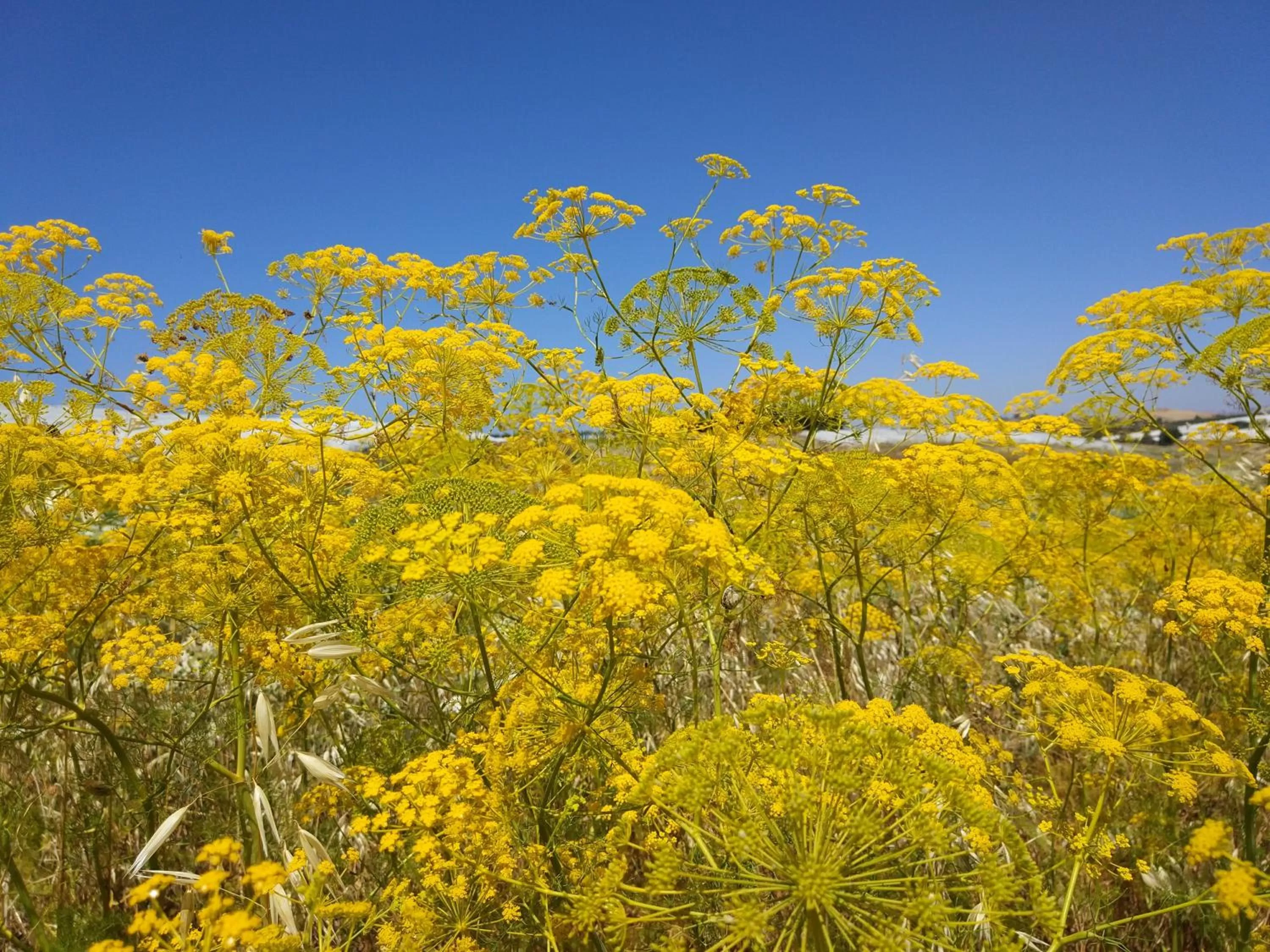 Natural landscape in BnB Sant'Alfonso