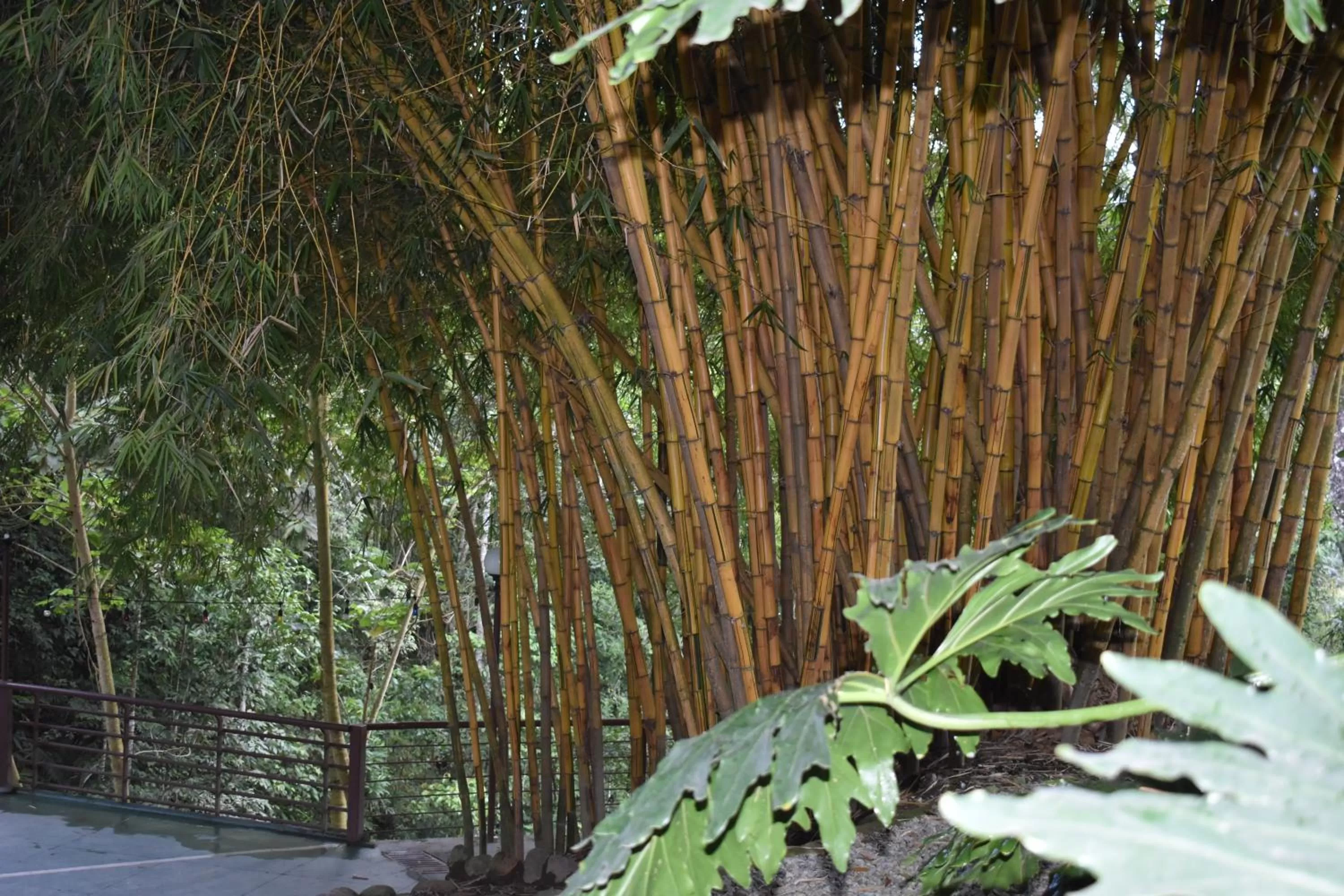 Natural landscape in Hotel Bambu Inn