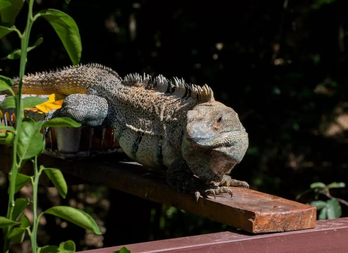 Other Animals in Antema Lodge Secteur Tamarindo, piscine, yoga, gym, jungle et paix