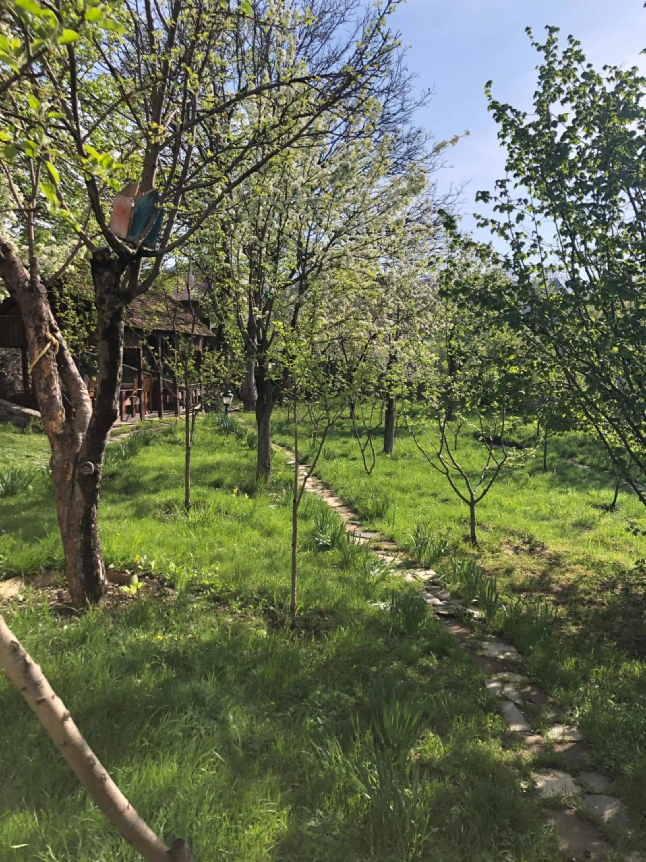 Garden in Dil Hill by Sam