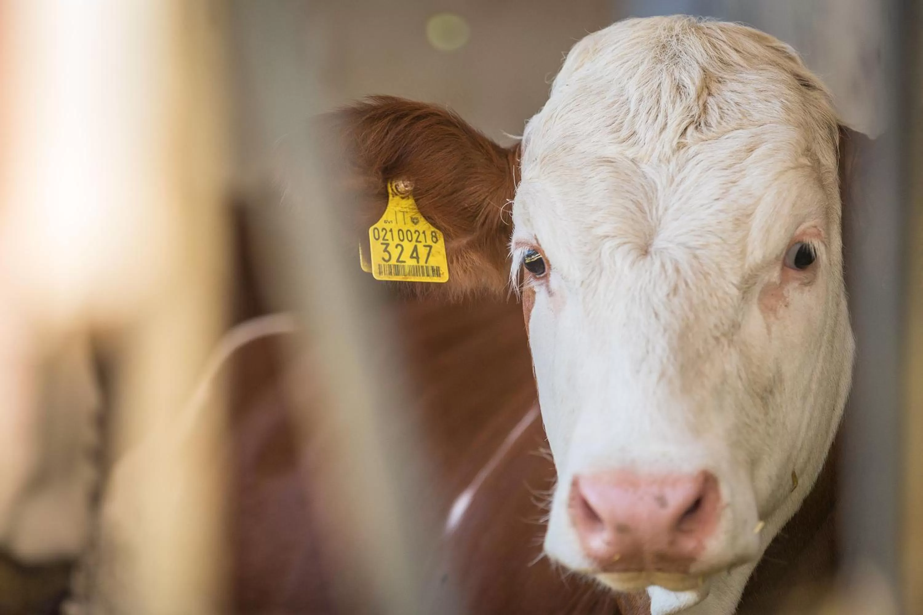 Animals in Hotel Amaten