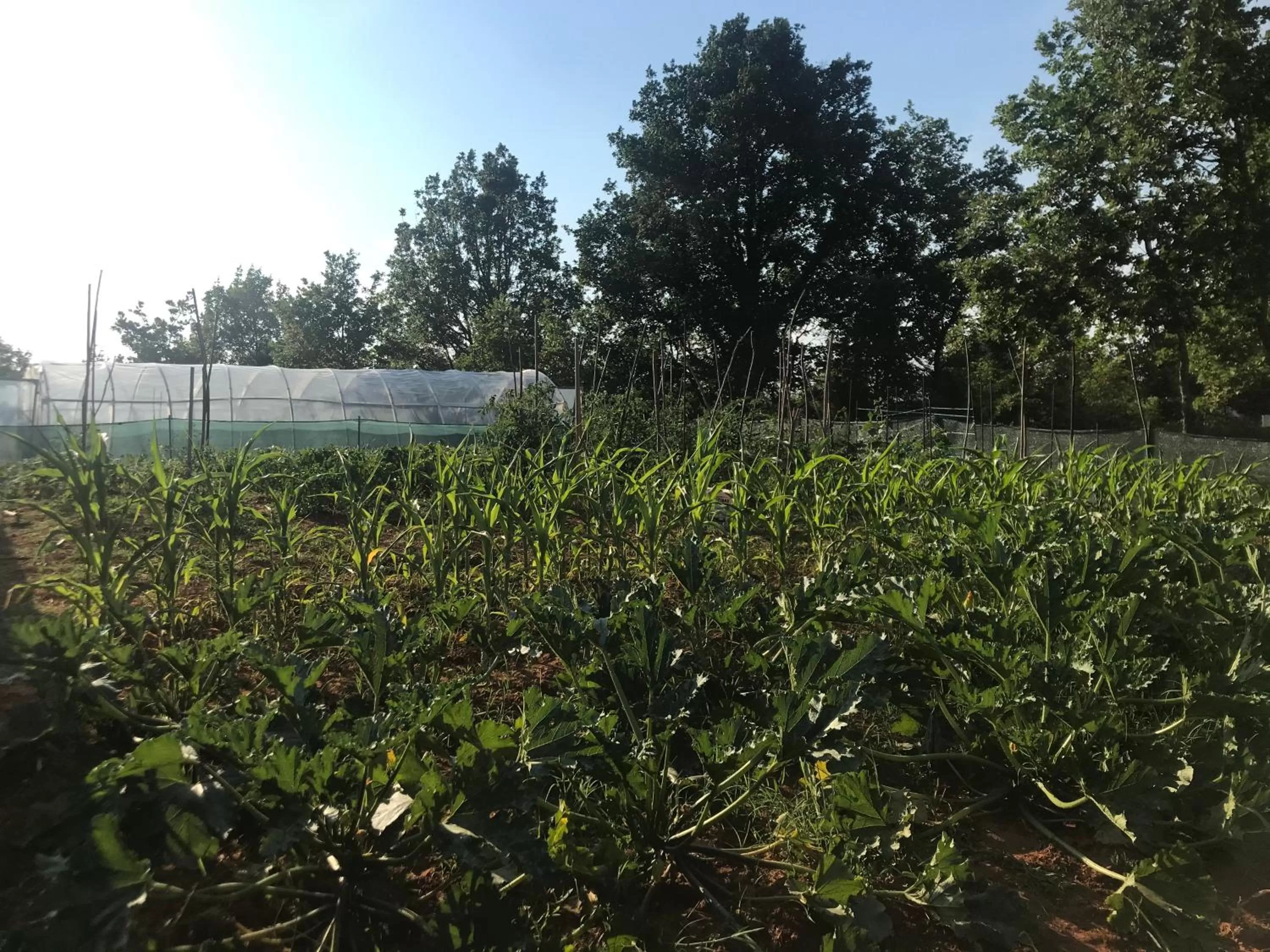 Restaurant/places to eat in Villa Flowers