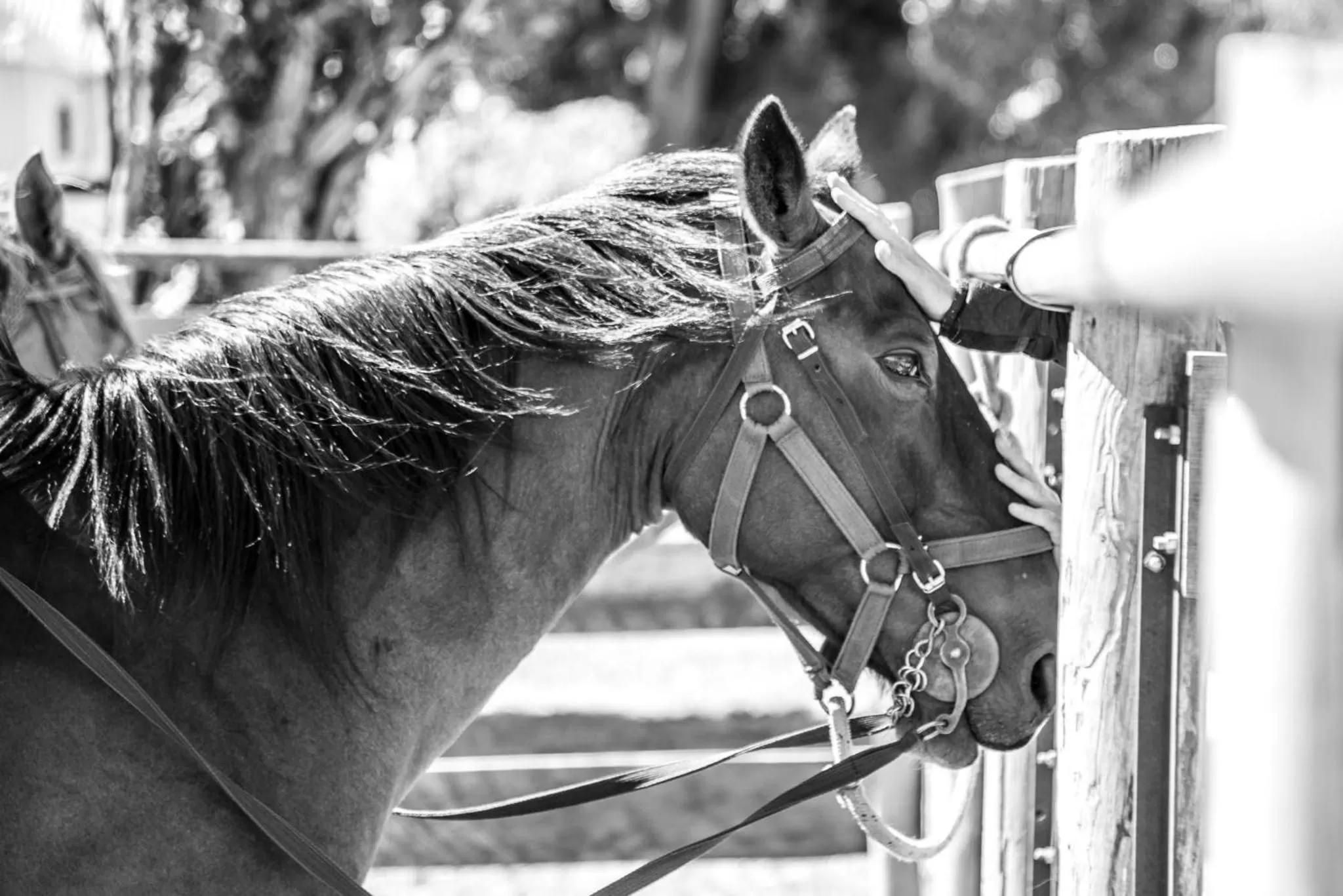 Other Animals in Hostería El Galpón Del Glaciar