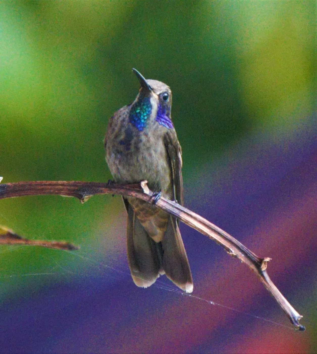 Other Animals in Villa Cristina - Casa Boutique