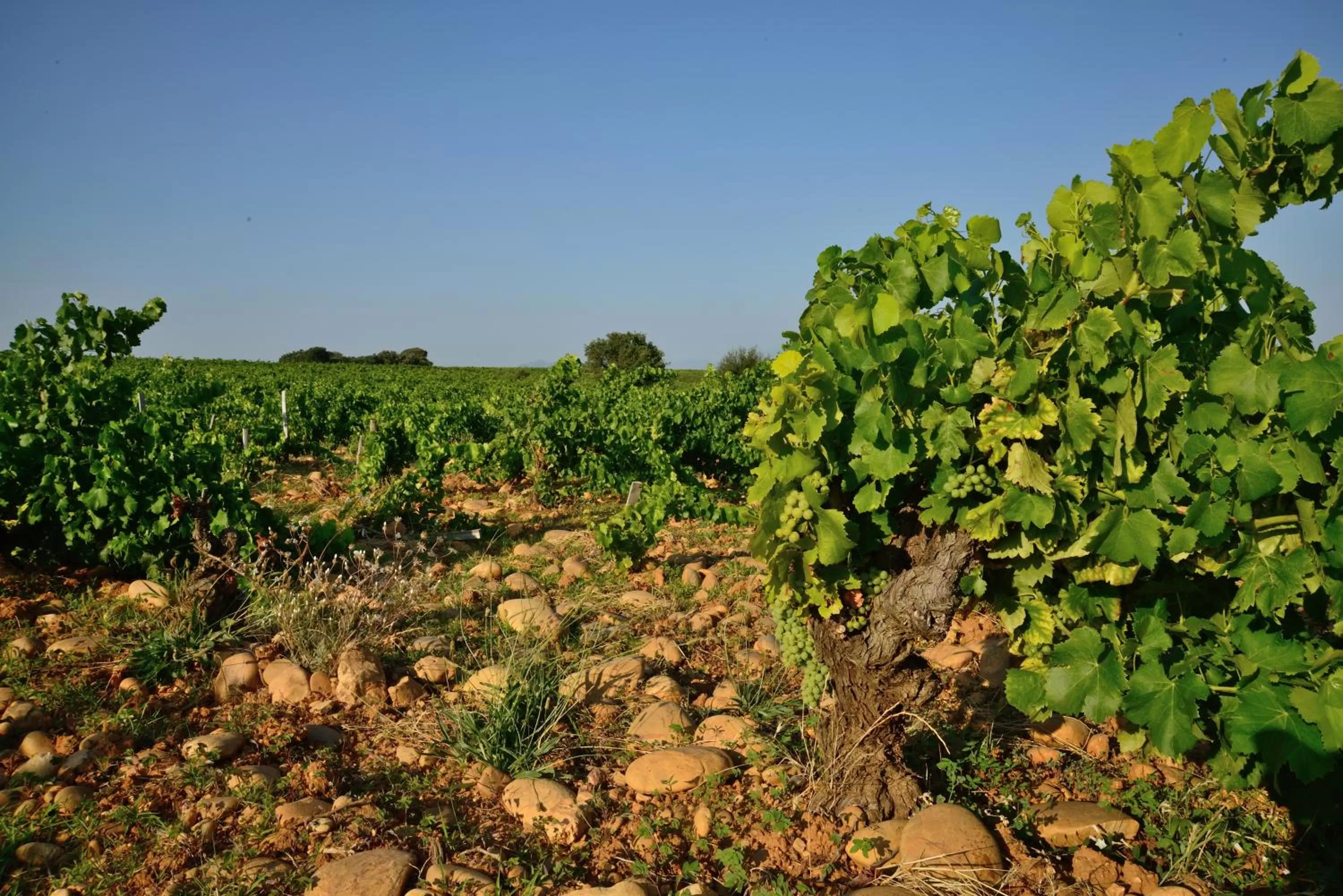 Natural landscape in Ibis Budget Bollene