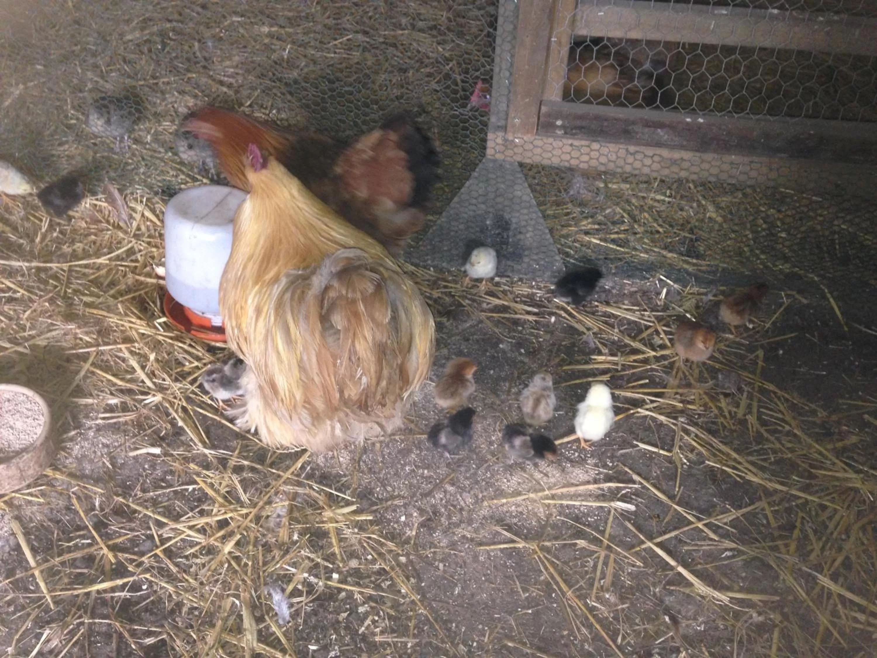 Animals in Beudy Bach