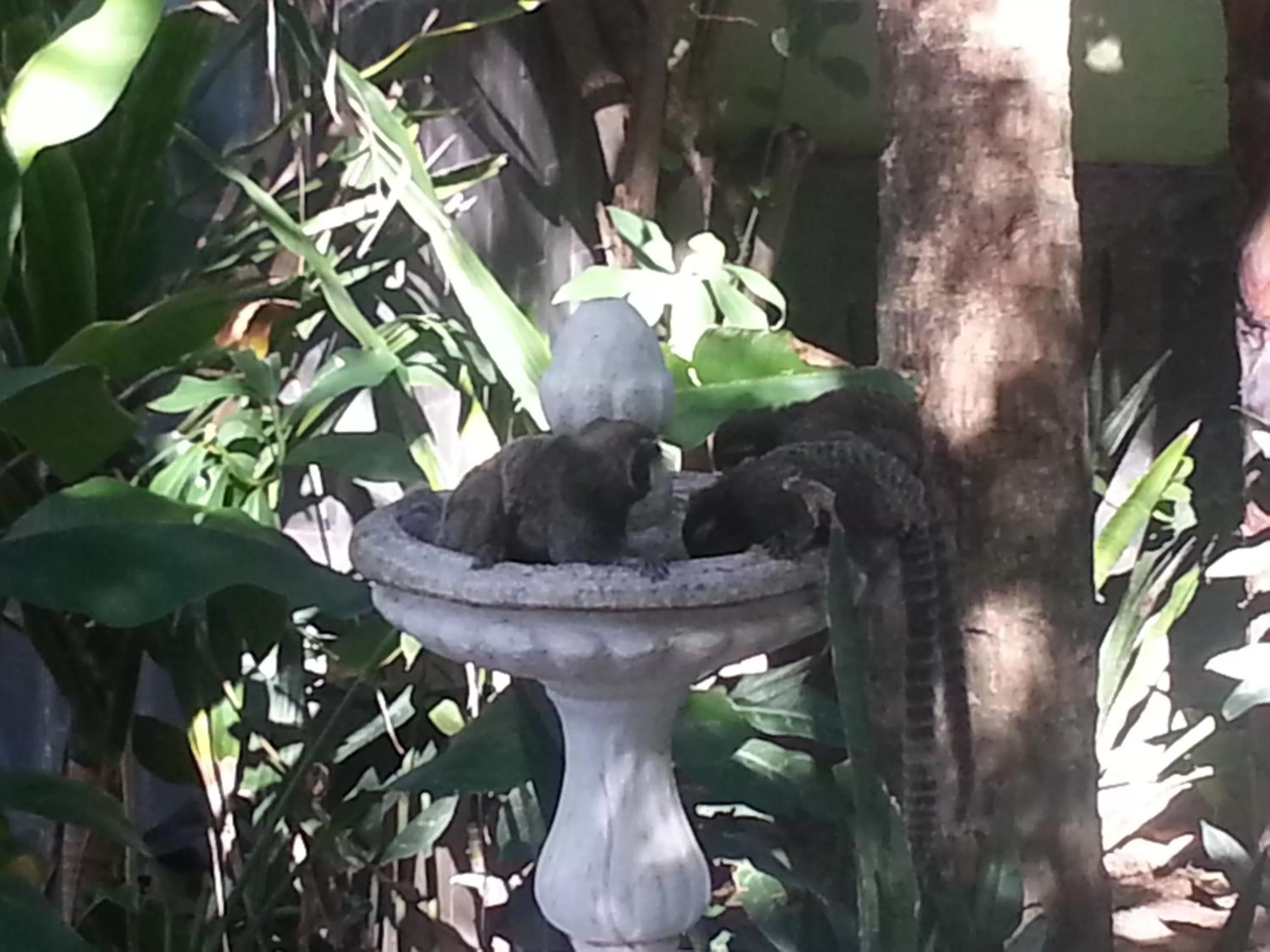 Day, Other Animals in Hotel Pousada Papaya Verde