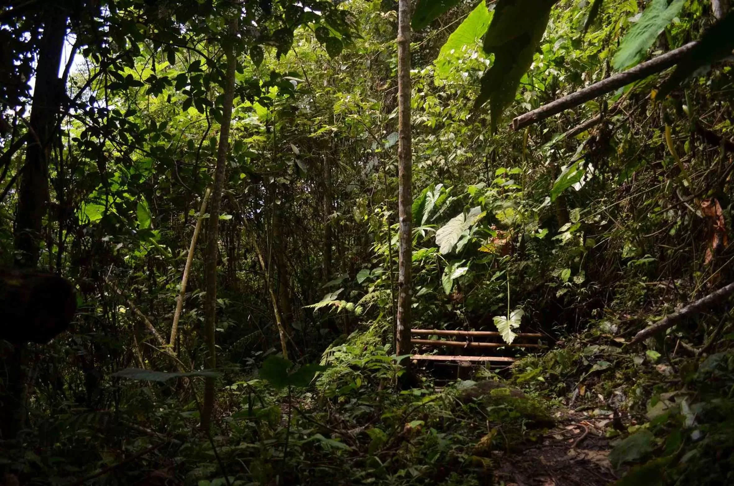 Hiking, Garden in Eco Lodge La Juanita