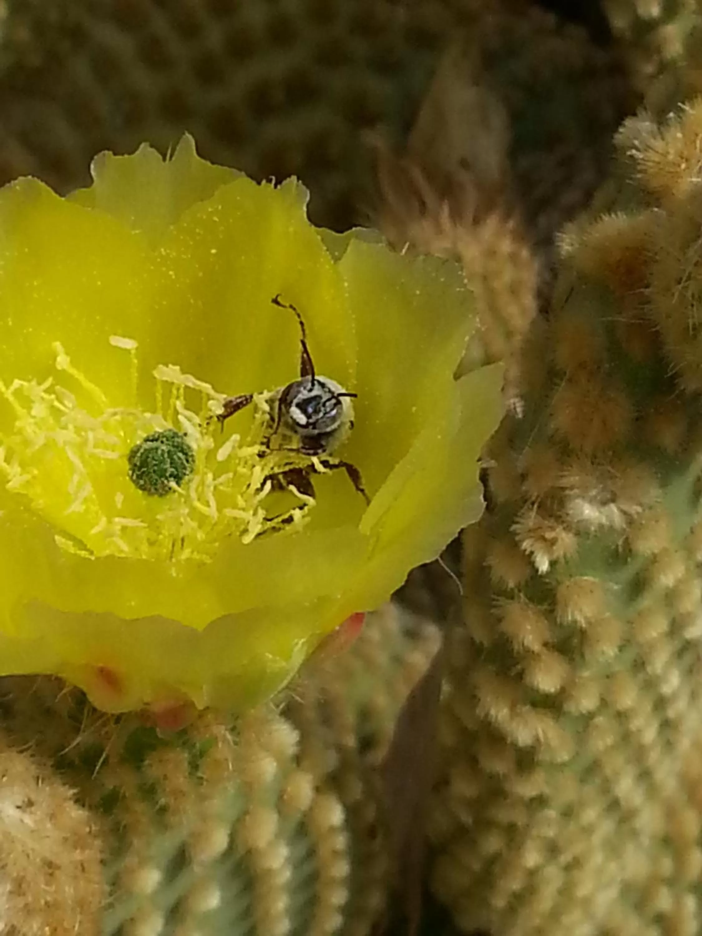 Other in Atomic Inn Beatty Near Death Valley