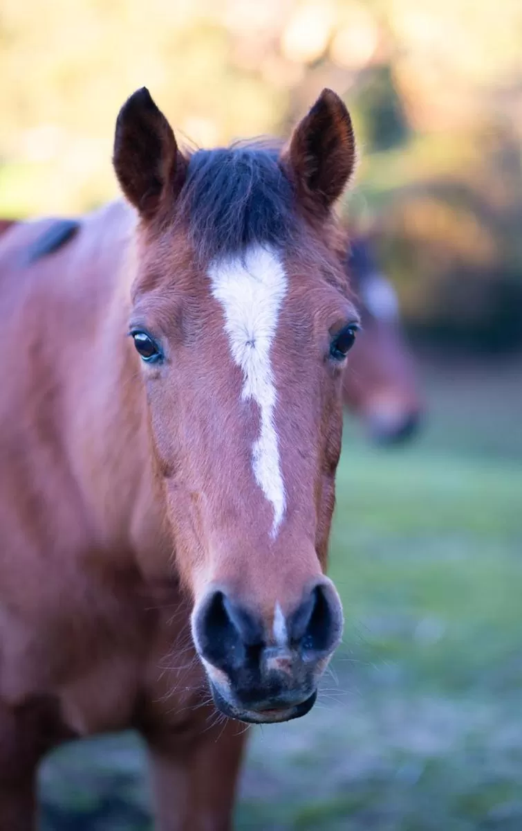 Other Animals in Rosewood Park Guest Suite