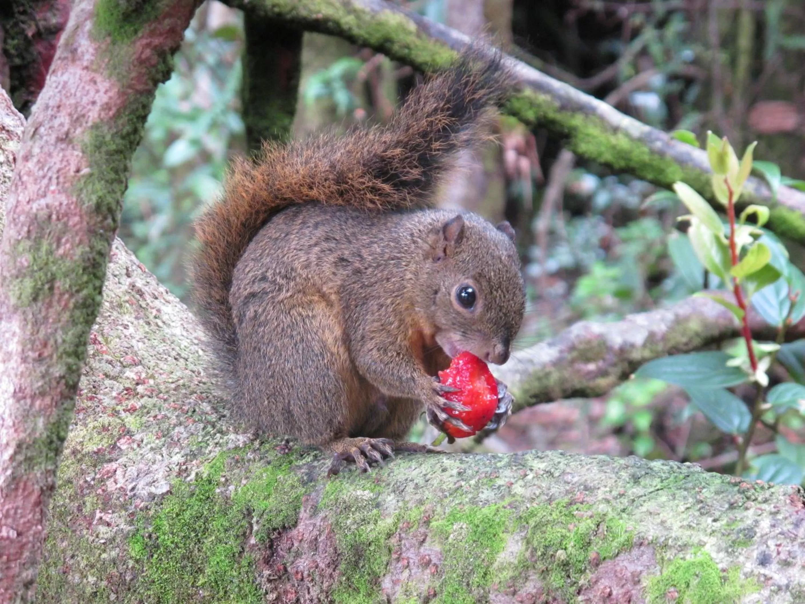 Animals in La Foresta Nature Resort