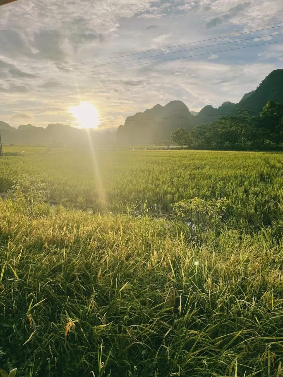 Natural landscape in Tam Coc Windy Fields