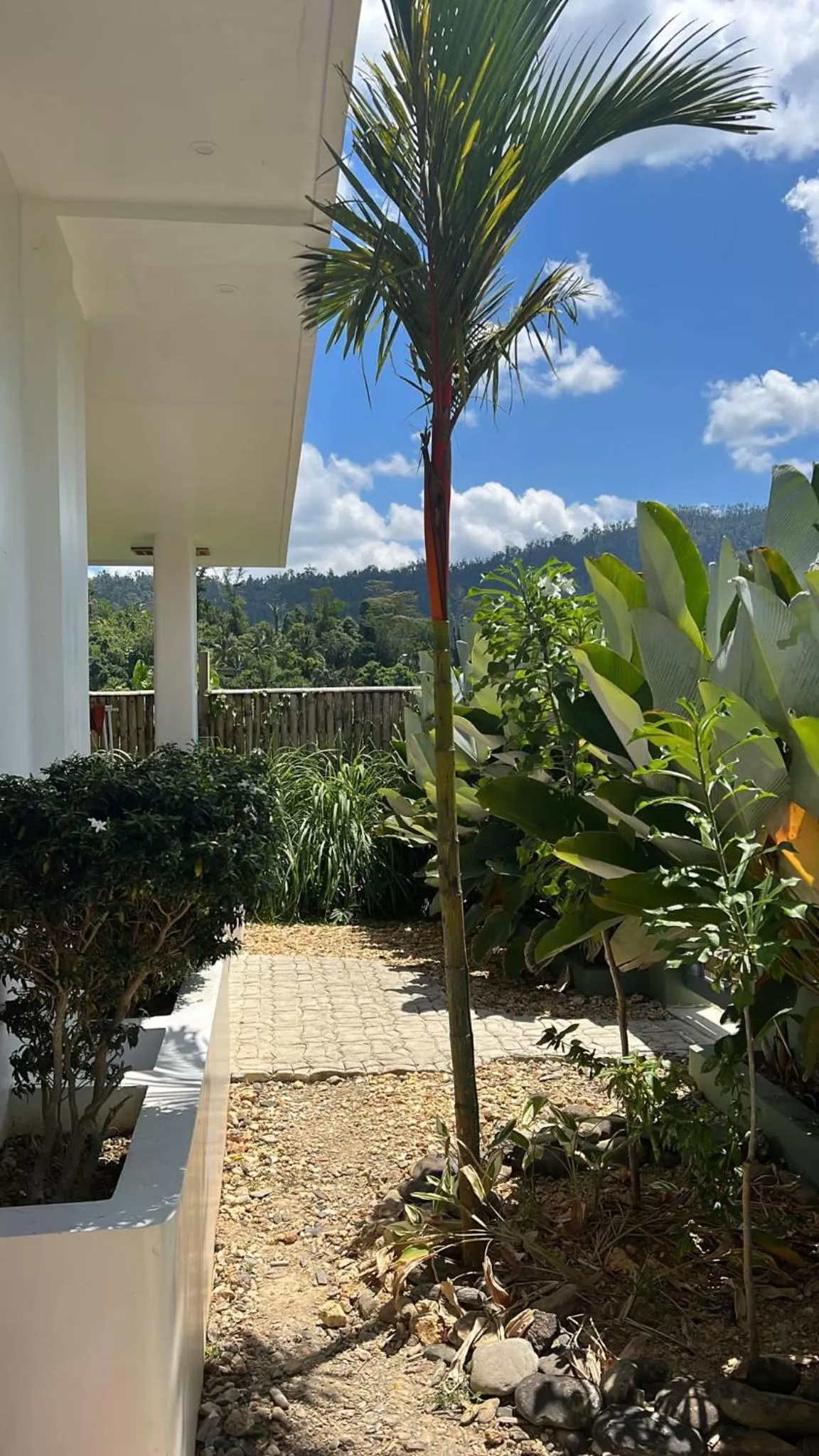 Garden in ROYAL SUITES - PORT BARTON