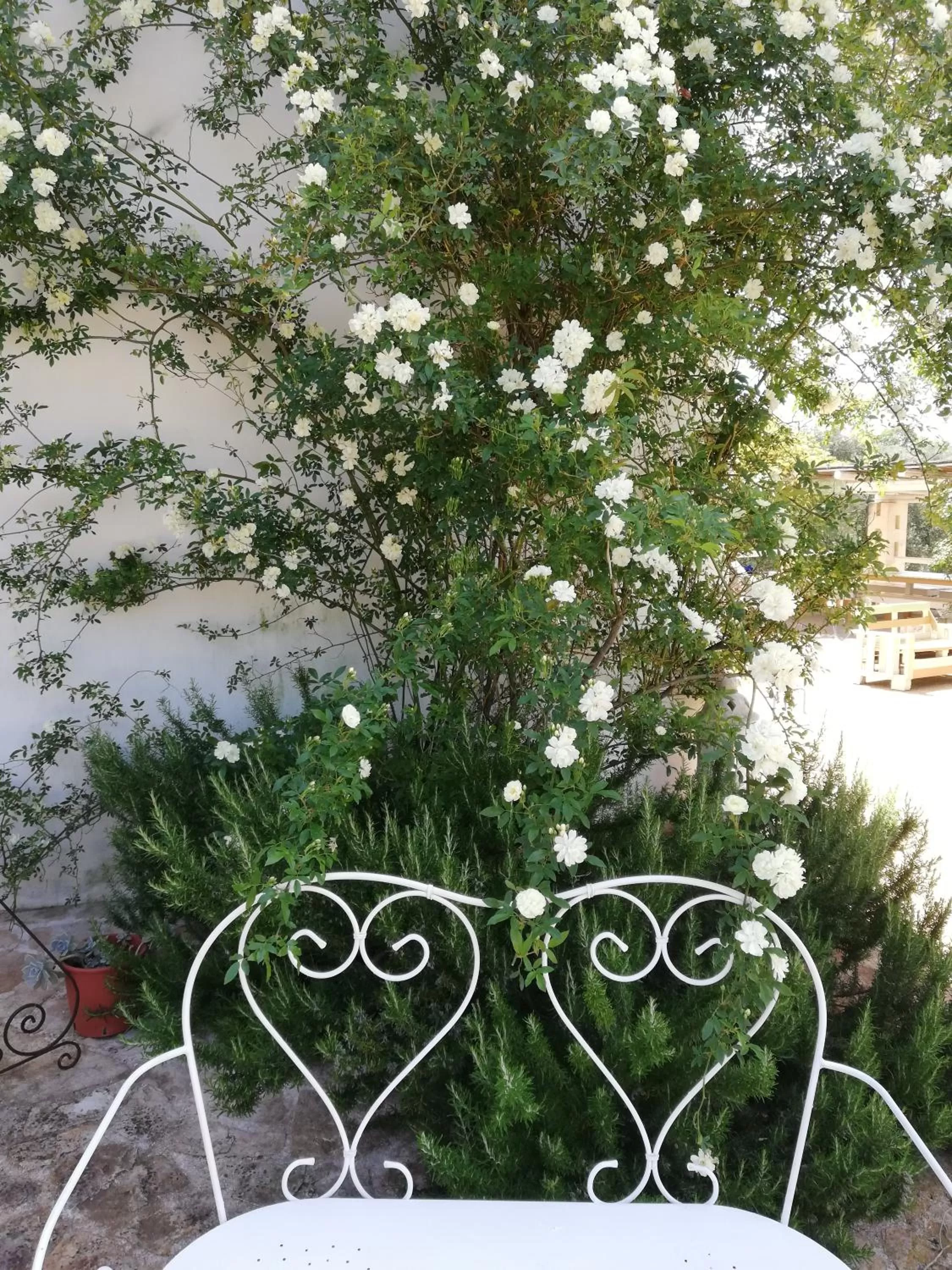 Garden in B&B Giovannarolla Green House