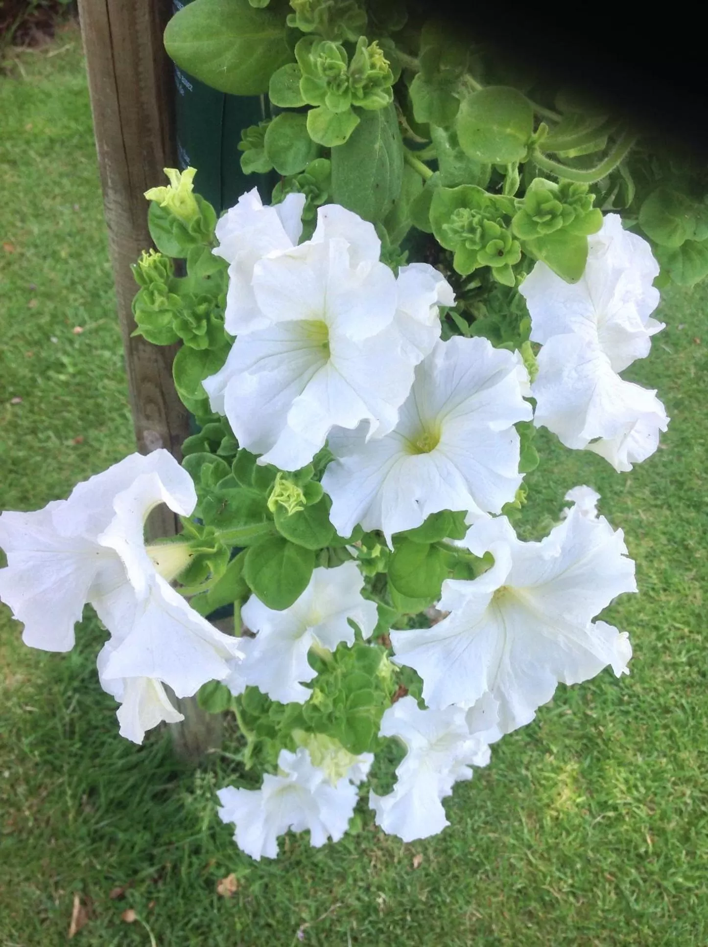 Garden in La Demeure aux Hortensias