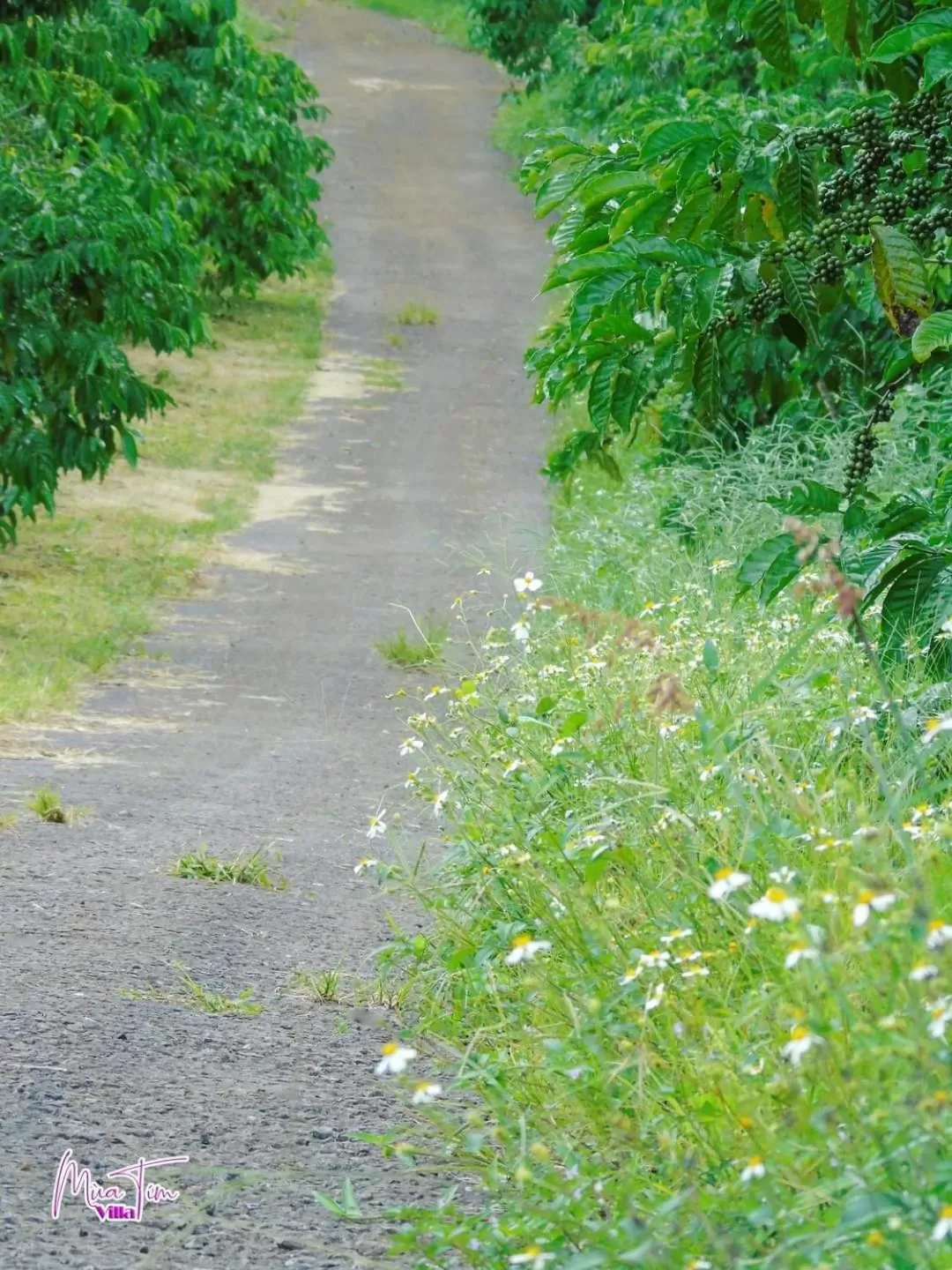 Natural landscape, Other Animals in Mùa Tím Villa