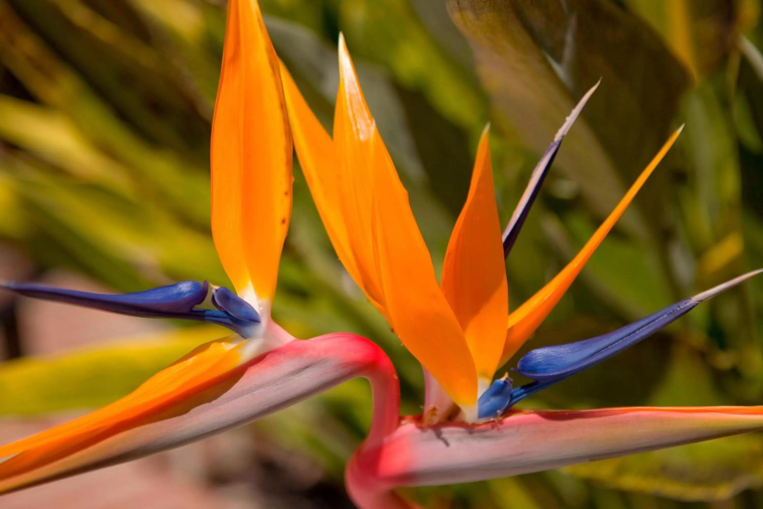 View (from property/room) in Courtyard San Jose Cupertino