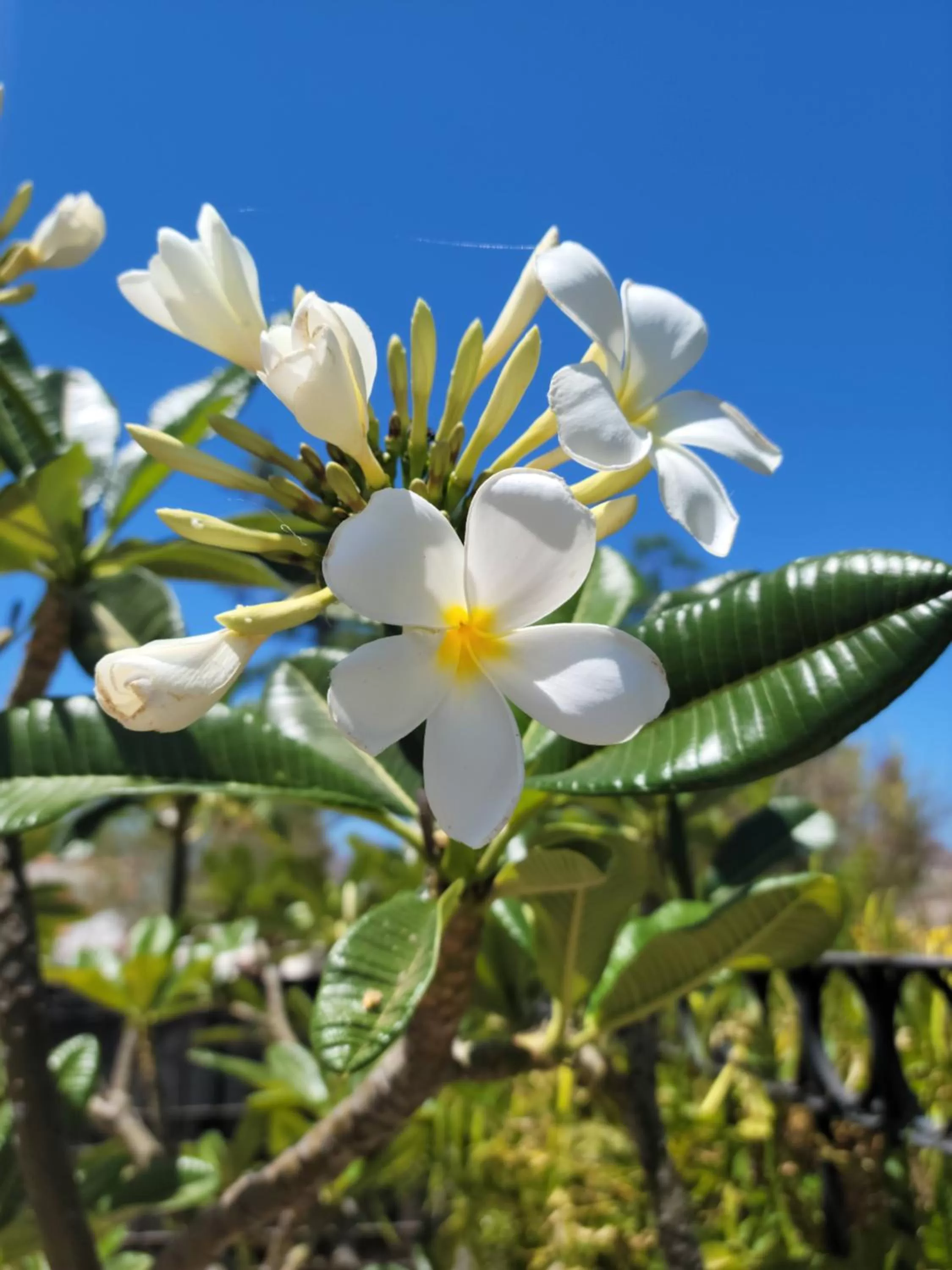 Garden in Casa Magdalena
