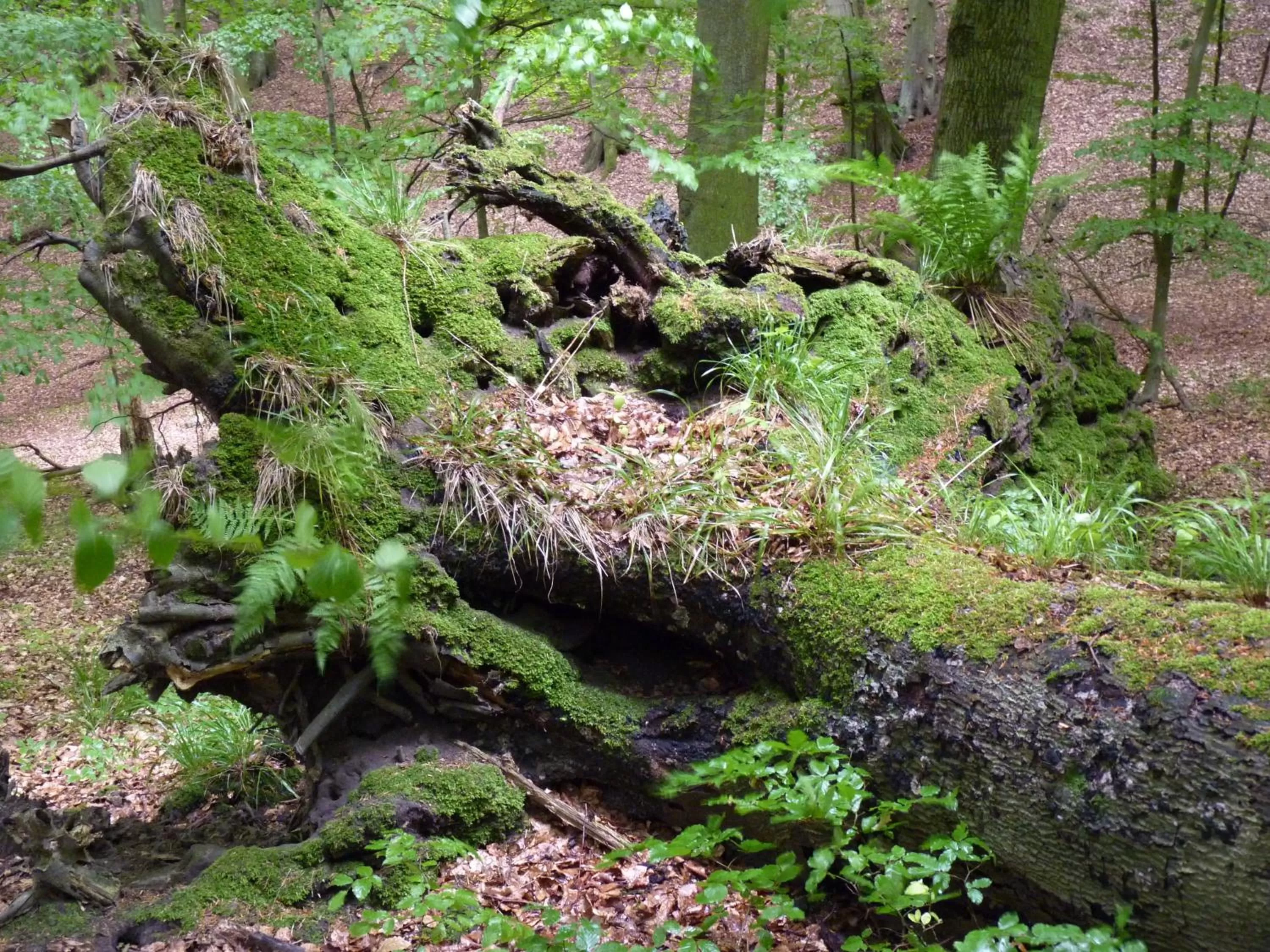 Natural landscape, Other Animals in Hotel Am Markt